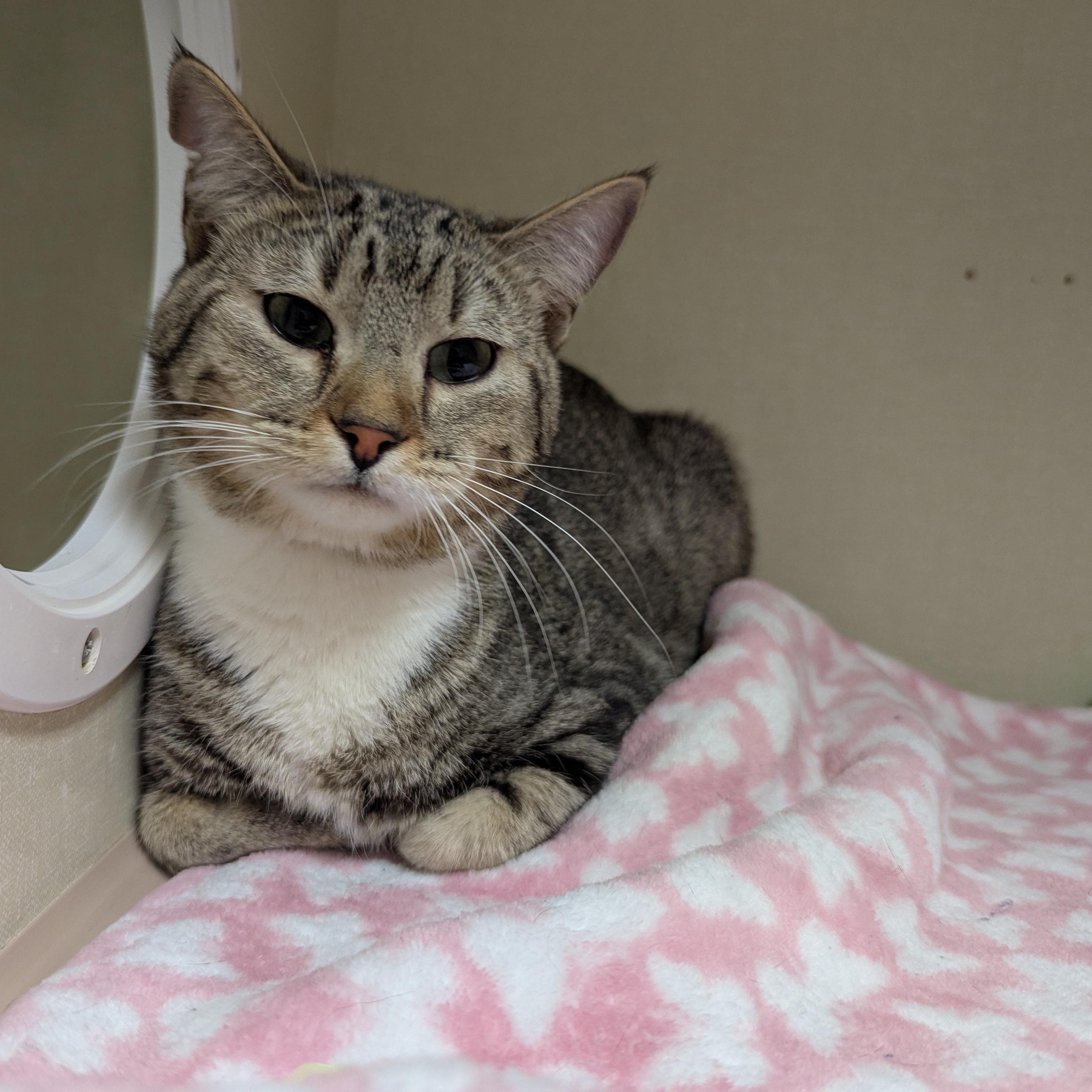 Enlarge Jenny, a ADOPTABLE Domestic Short Hair in Morden, MB image 4/6