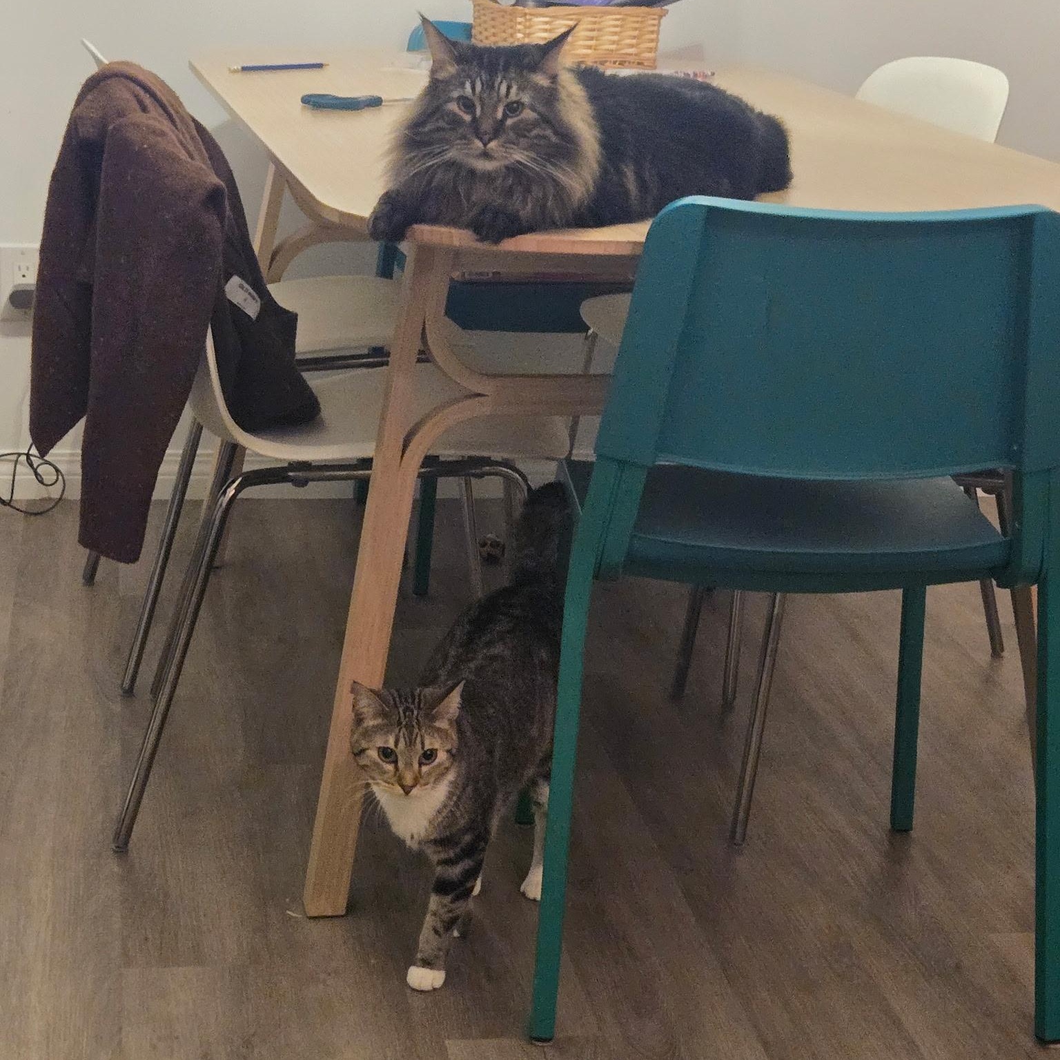 Enlarge Jenny, a ADOPTABLE Domestic Short Hair in Morden, MB image 5/6