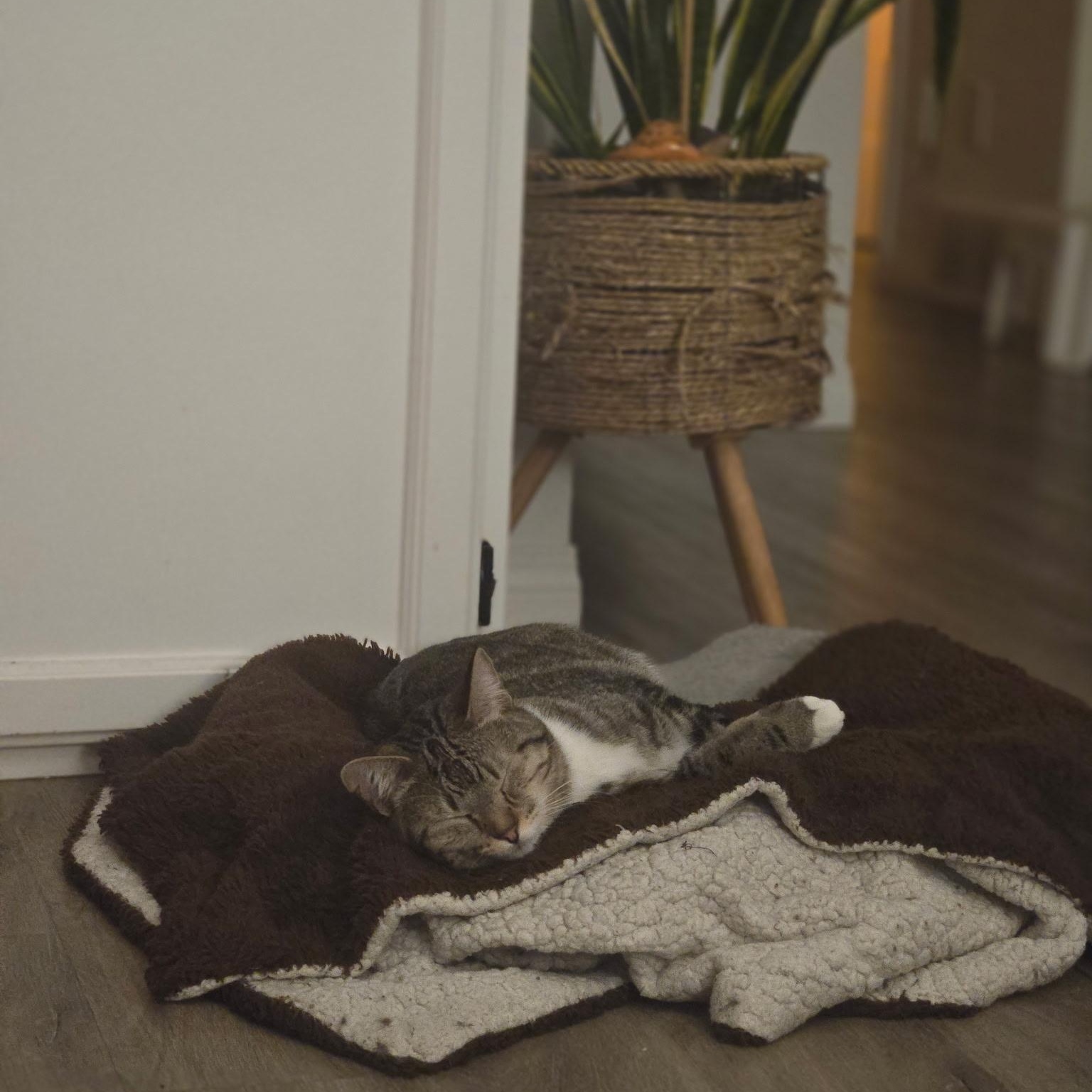 Enlarge Jenny, a ADOPTABLE Domestic Short Hair in Morden, MB image 6/6