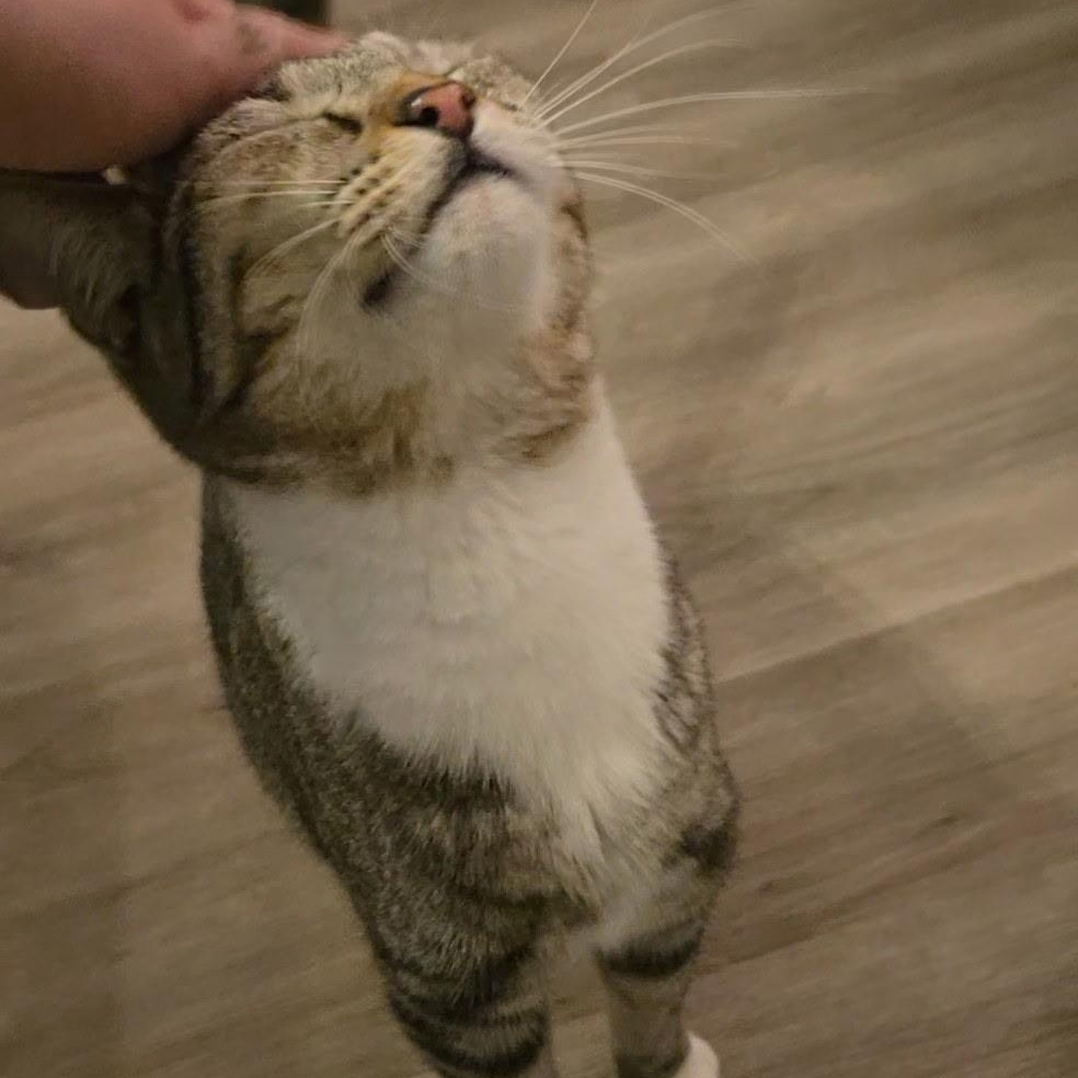 Enlarge Jenny, a ADOPTABLE Domestic Short Hair in Morden, MB image 2/6