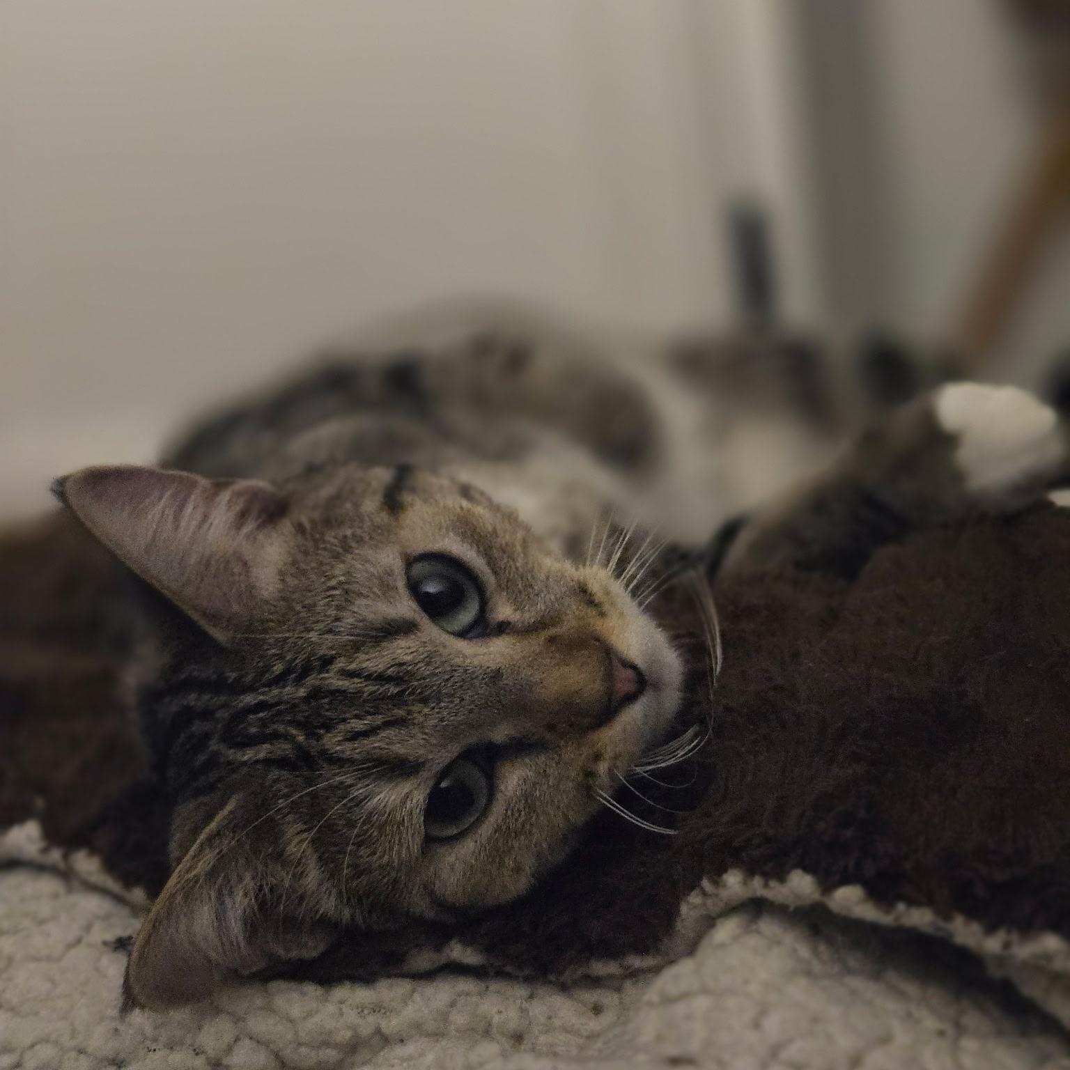 Enlarge Jenny, a ADOPTABLE Domestic Short Hair in Morden, MB image 1/6