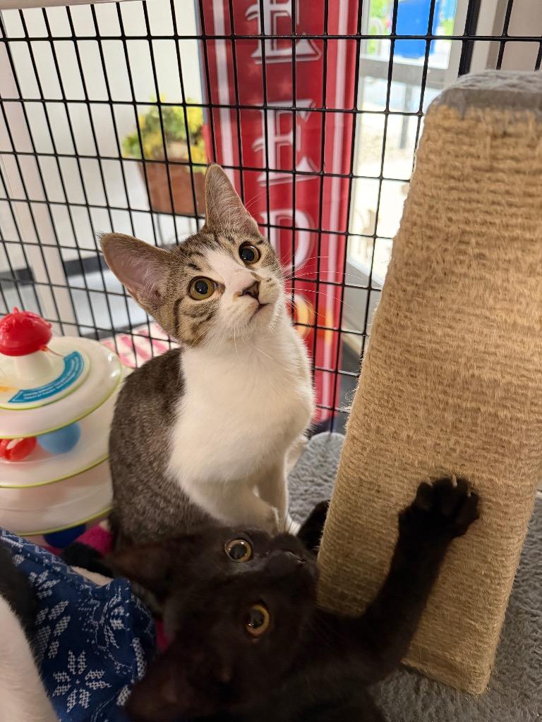 Glow Stick, Adoptable, Kitten Female Domestic Short Hair.