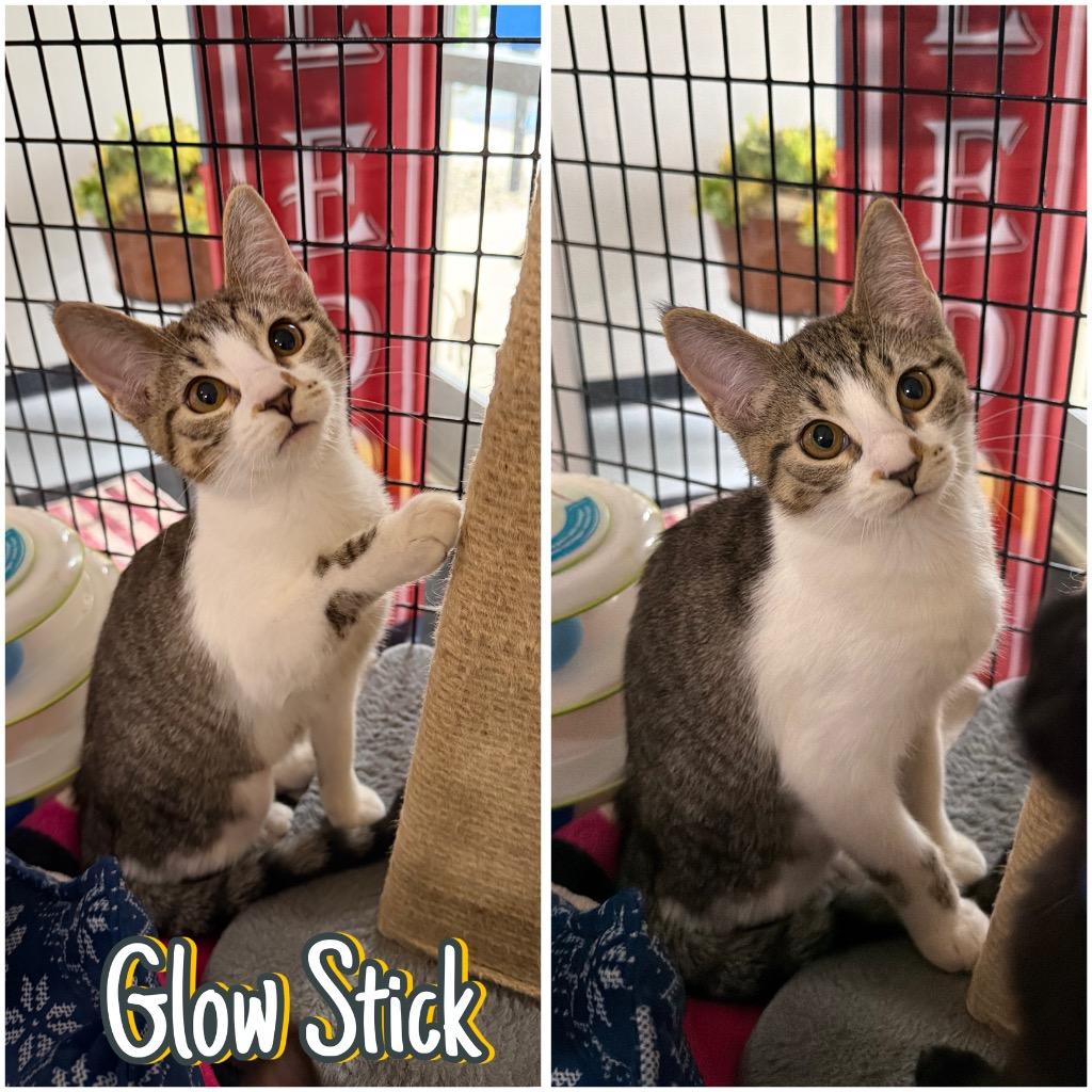 Enlarge Glow Stick, a Adoptable mixed breed in Pierceton, IN image 4/5
