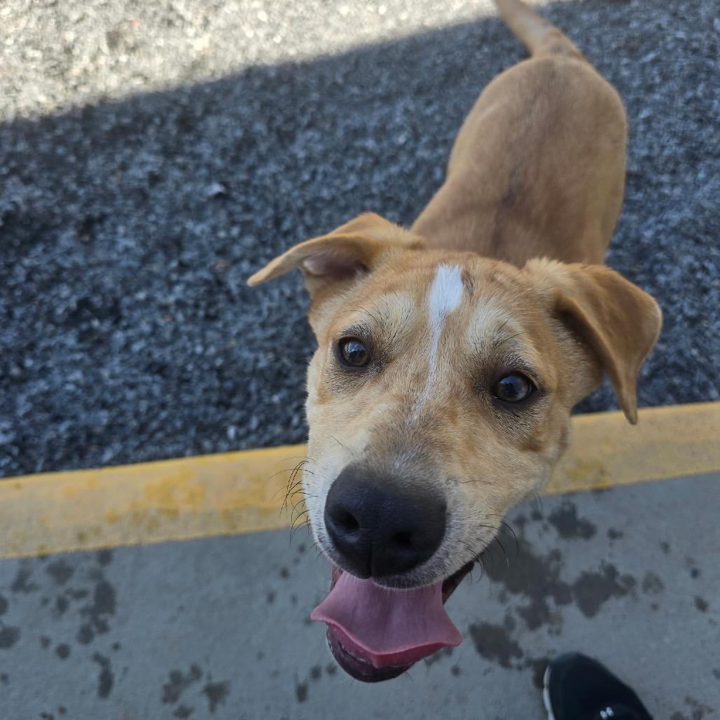 Enlarge Jess, a Adoptable mixed breed in Walnut Cove, NC image 2/6