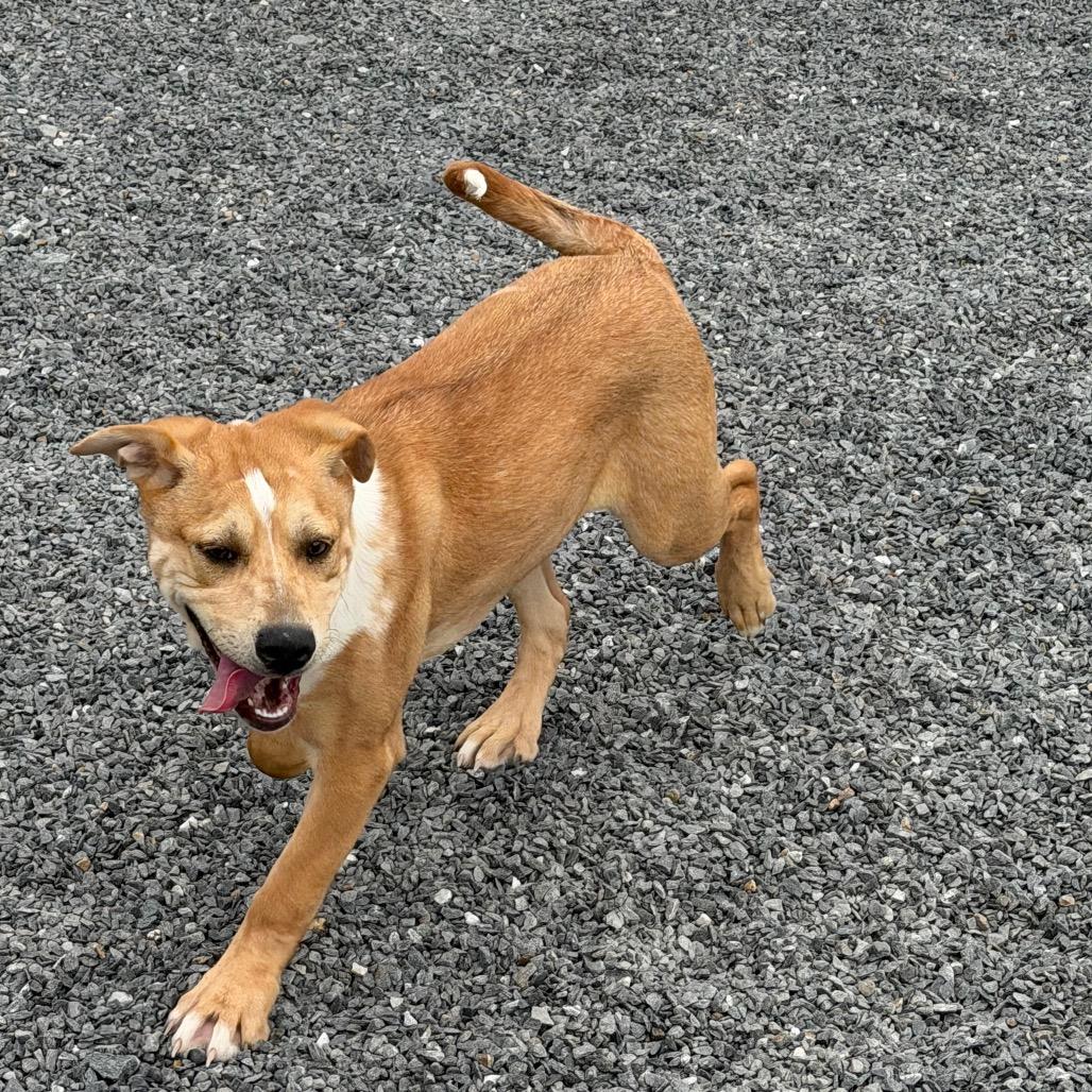 Enlarge Jess, a Adoptable mixed breed in Walnut Cove, NC image 3/6