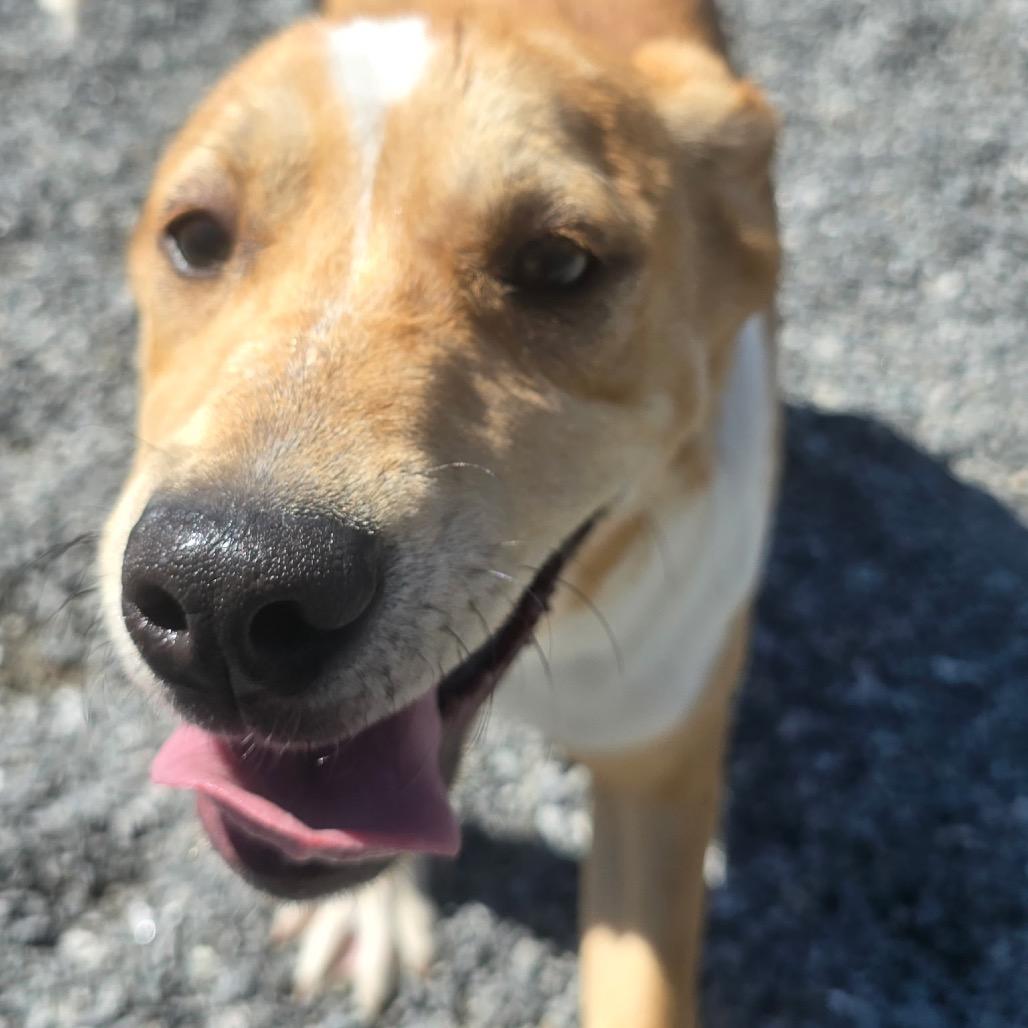 Enlarge Jess, a Adoptable mixed breed in Walnut Cove, NC image 4/6