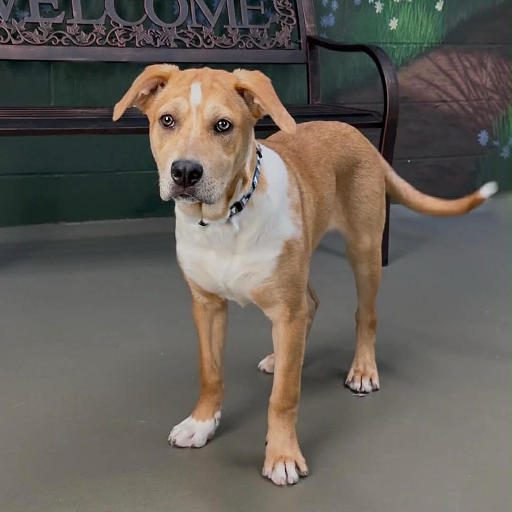 Enlarge Jess, a Adoptable mixed breed in Walnut Cove, NC image 1/6