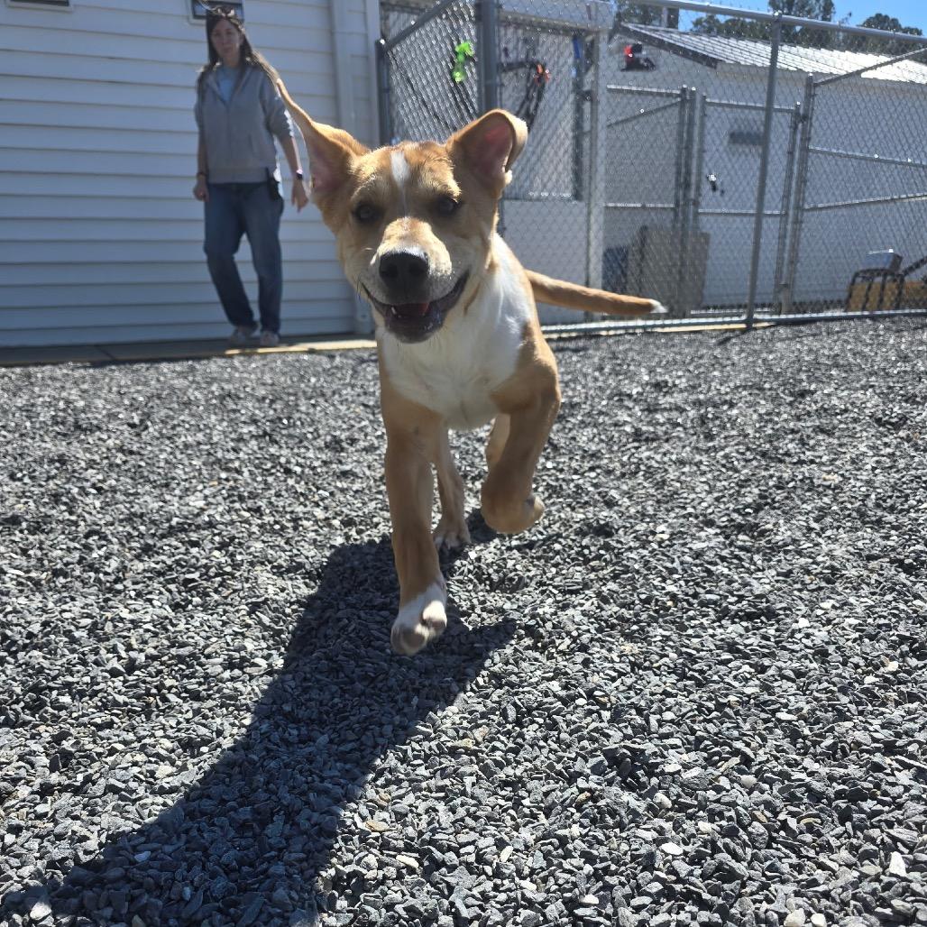 Enlarge Jess, a Adoptable mixed breed in Walnut Cove, NC image 5/6