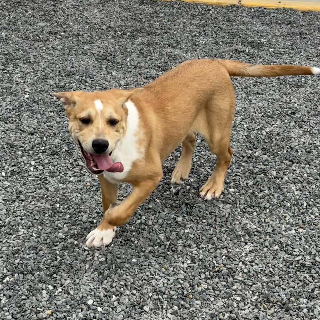 Enlarge Jess, a Adoptable mixed breed in Walnut Cove, NC image 6/6