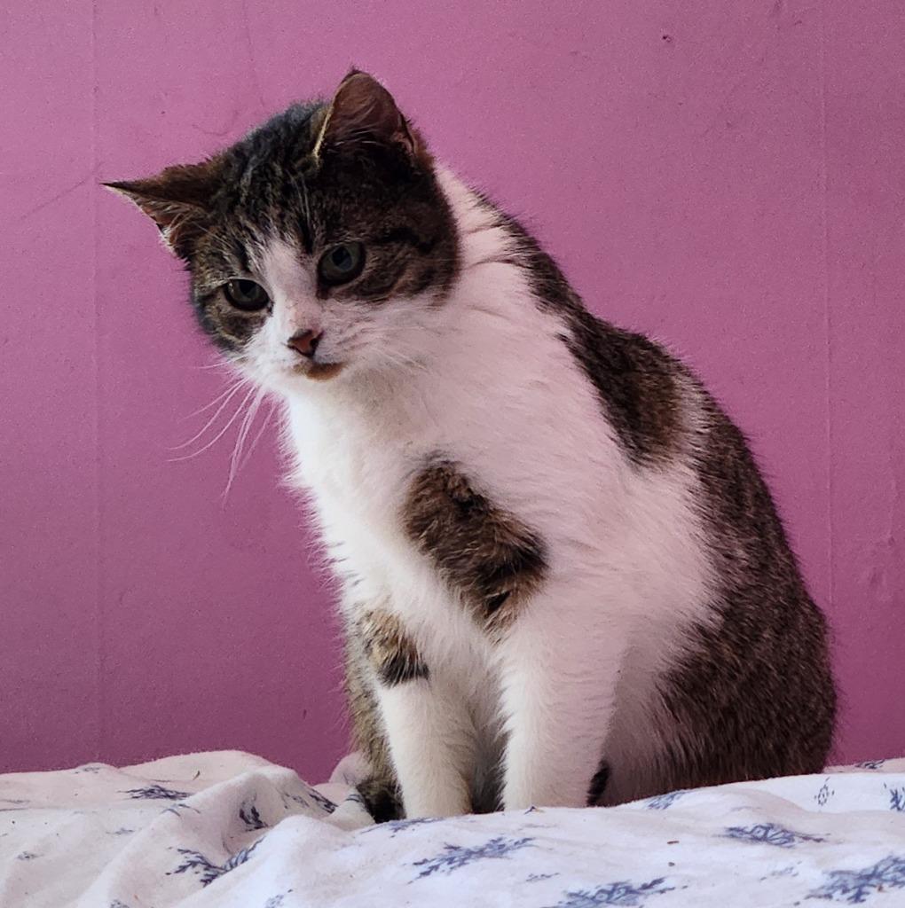 Megan, Adopted, Kitten Female Domestic Short Hair.