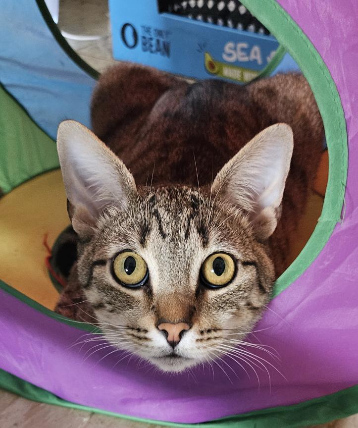 Enlarge Eloise a Talkative Sweet People-Person Young Kitty, a ADOPTABLE Tabby in Metairie, LA image 2/6