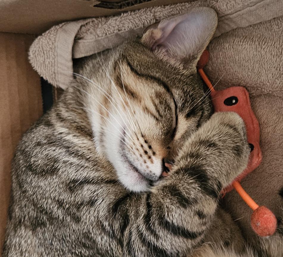 Enlarge Eloise a Talkative Sweet People-Person Young Kitty, a ADOPTABLE Tabby in Metairie, LA image 5/6
