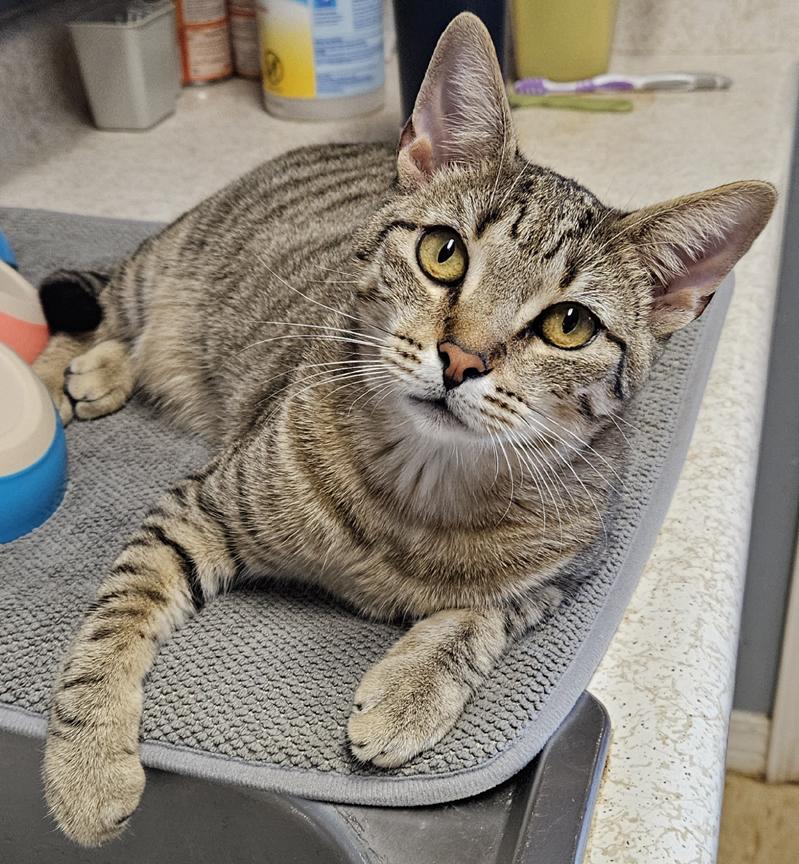Enlarge Eloise a Talkative Sweet People-Person Young Kitty, a ADOPTABLE Tabby in Metairie, LA image 1/6