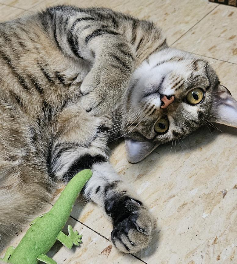 Eloise, a Talkative Sweet People-Person Young Kitty, ADOPTABLE, Young Female Tabby.