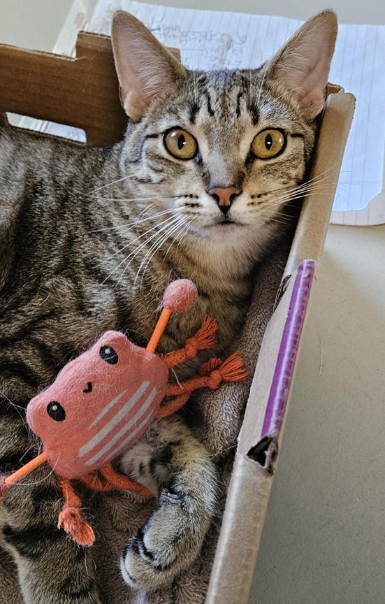 Enlarge Eloise a Talkative Sweet People-Person Young Kitty, a ADOPTABLE Tabby in Metairie, LA image 3/6