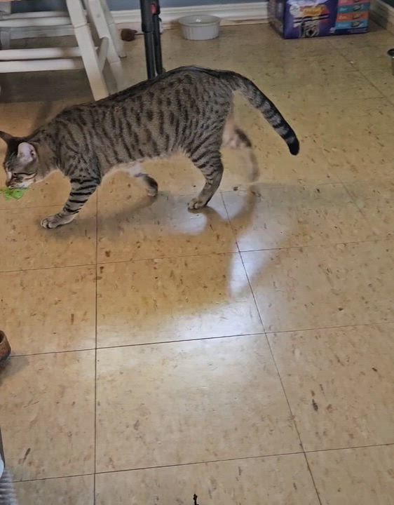 Enlarge Eloise a Talkative Sweet People-Person Young Kitty, a ADOPTABLE Tabby in Metairie, LA video 6/6