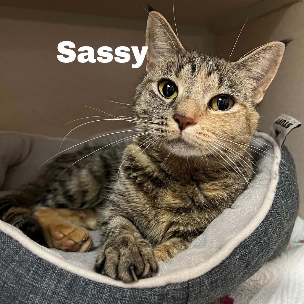 Enlarge Sassy 260676, a Adoptable Domestic Short Hair in Escanaba, MI image 1/1