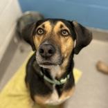 Enlarge Leo, a Adoptable Hound in Hilliard, OH image 1/1