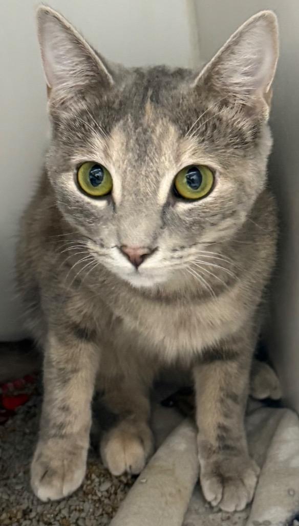 Enlarge Poison Ivy, a Adoptable mixed breed in Sapulpa, OK image 1/1