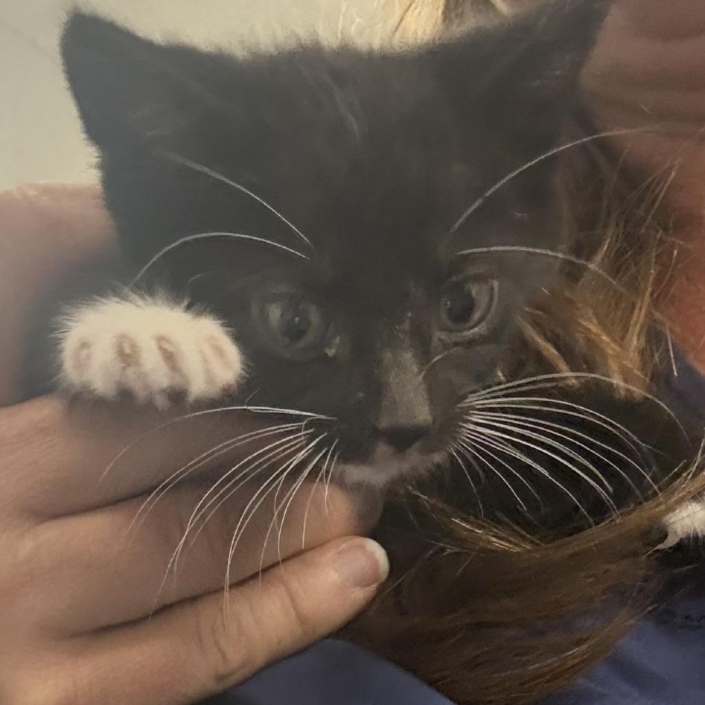 Enlarge Mags, a Adoptable Domestic Short Hair in Bronson, FL image 1/1