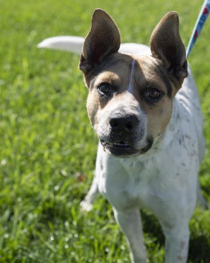 Rosco, Adoptable, Adult Male Fox Terrier & Mixed Breed.