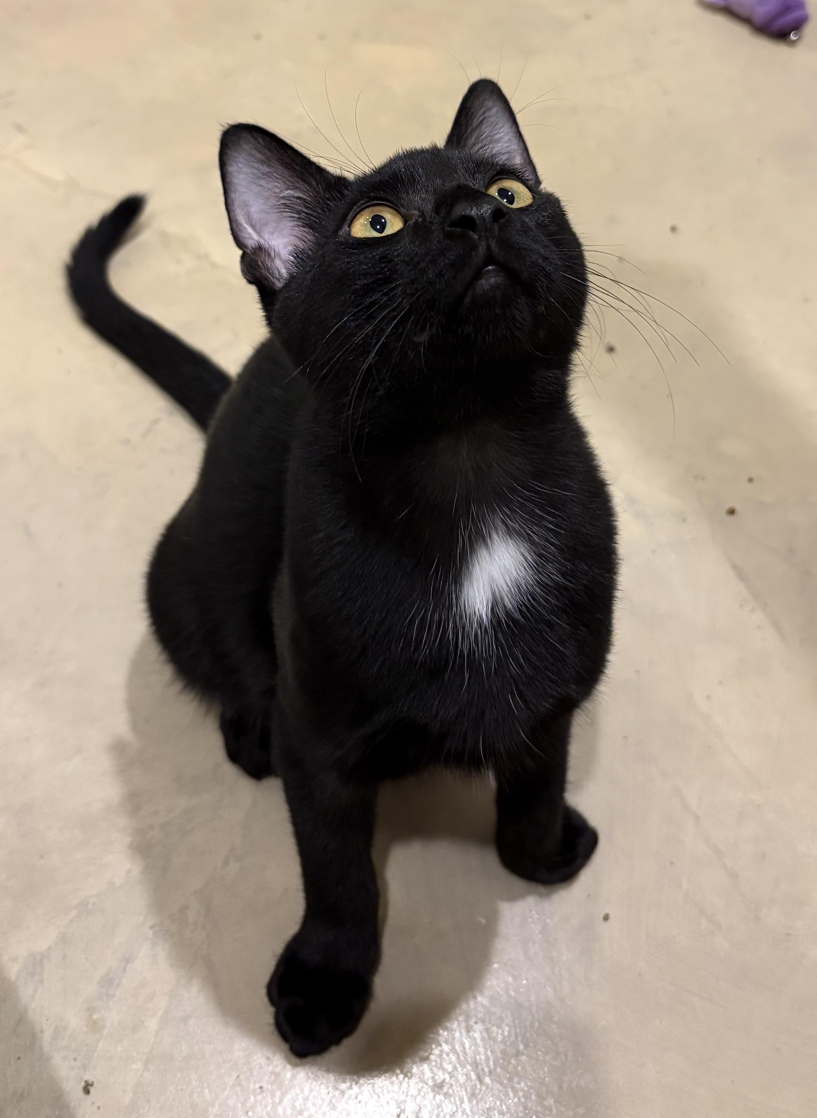 Enlarge Meowcifur, a Adoptable Domestic Short Hair in Lincoln, NE image 4/6