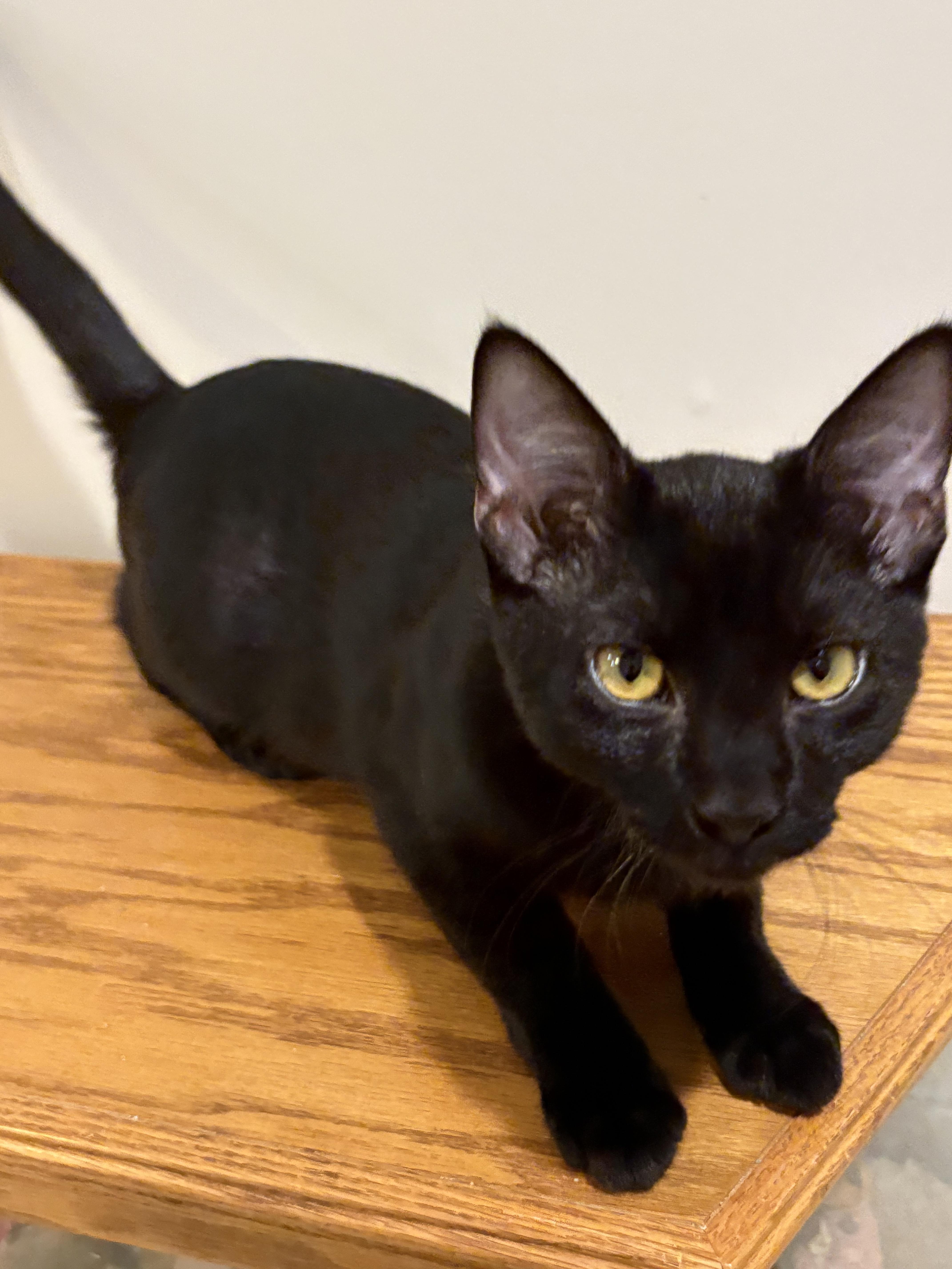 Enlarge Meowcifur, a Adoptable Domestic Short Hair in Lincoln, NE image 5/6