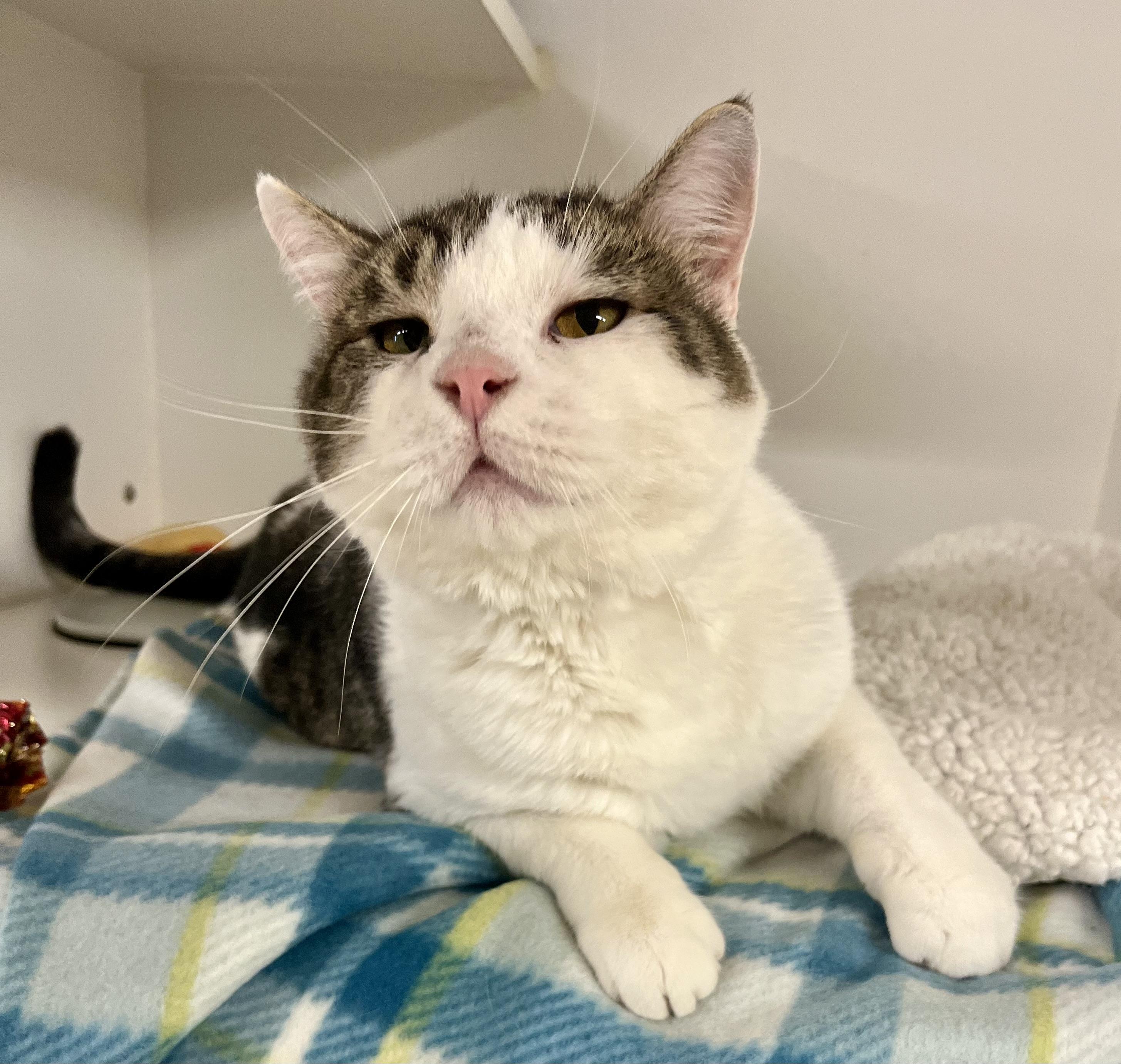 Beef Stew, adoptable, Adult Male Domestic Short Hair.