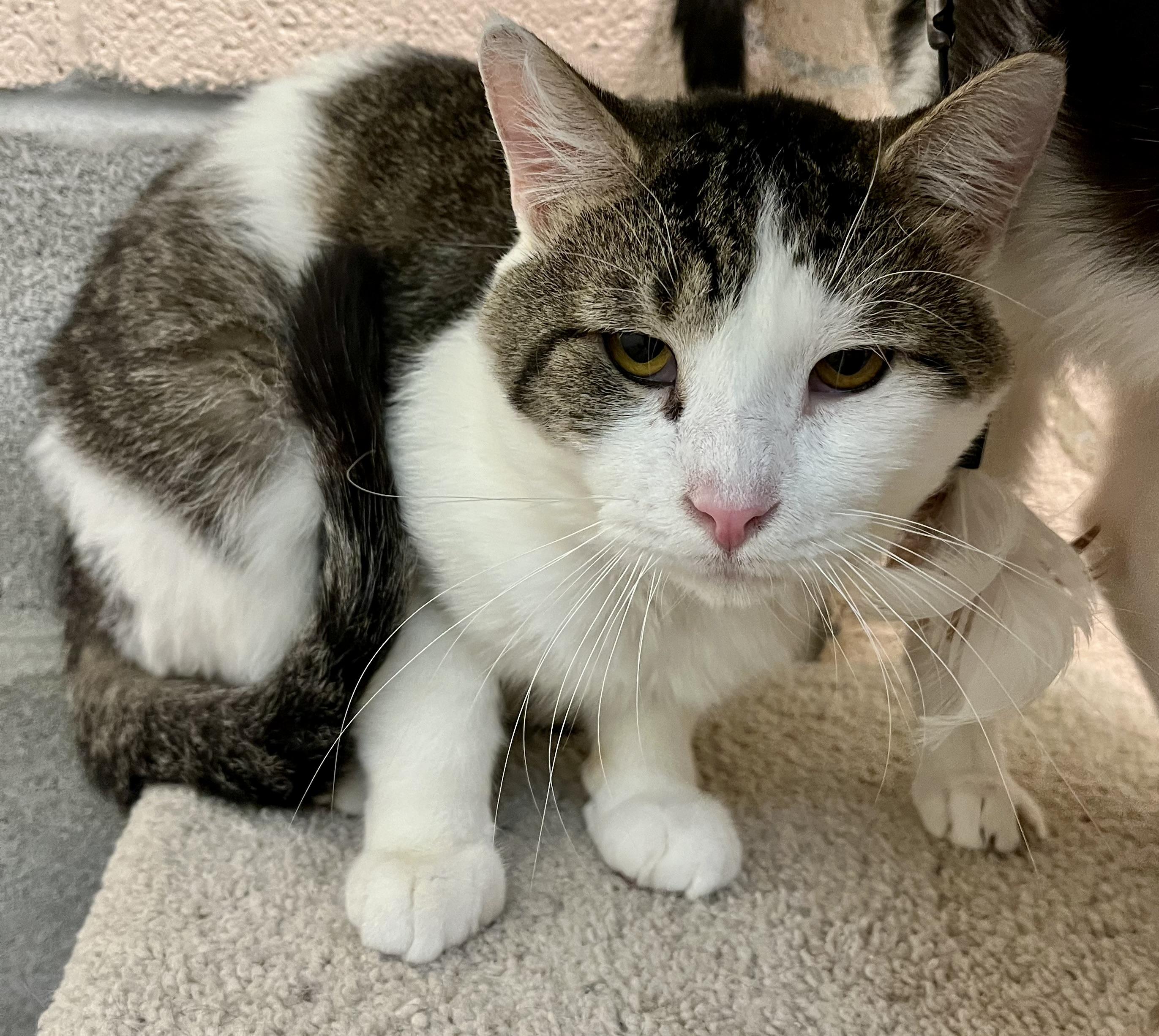 Beef Stew, adoptable, Adult Male Domestic Short Hair.