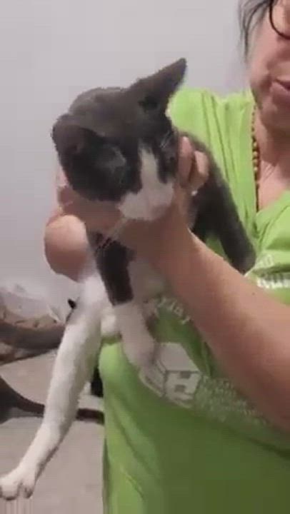 Enlarge ZAYAN, a Adoptable Domestic Short Hair in Brooklyn, NY video 4/7