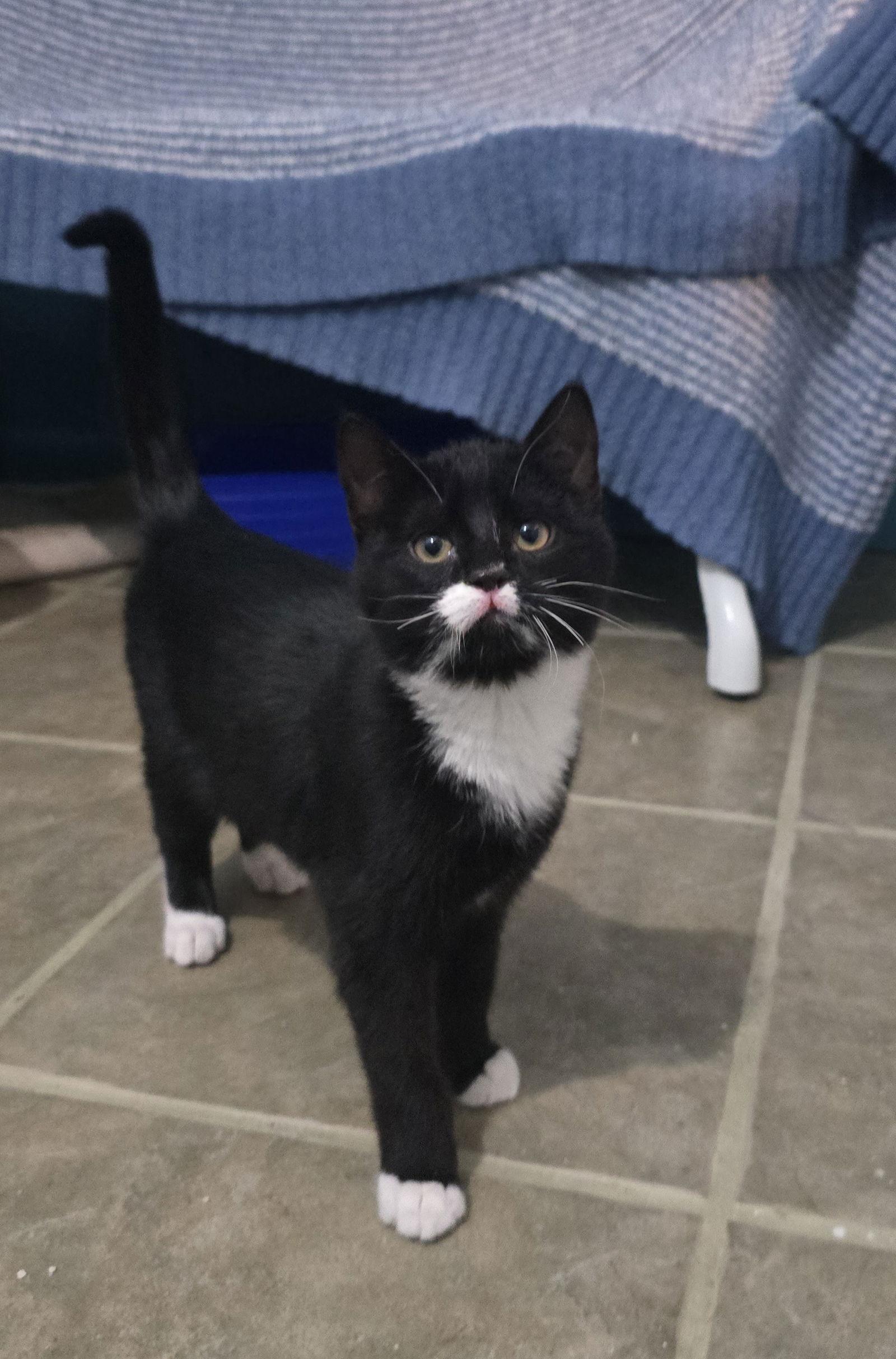 Jingle, a Adoptable Domestic Short Hair in Evergreen, CO image 1/3