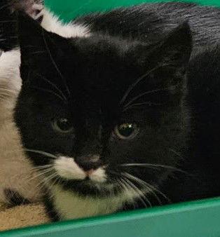 Jingle, a Adoptable Domestic Short Hair in Evergreen, CO image 2/3