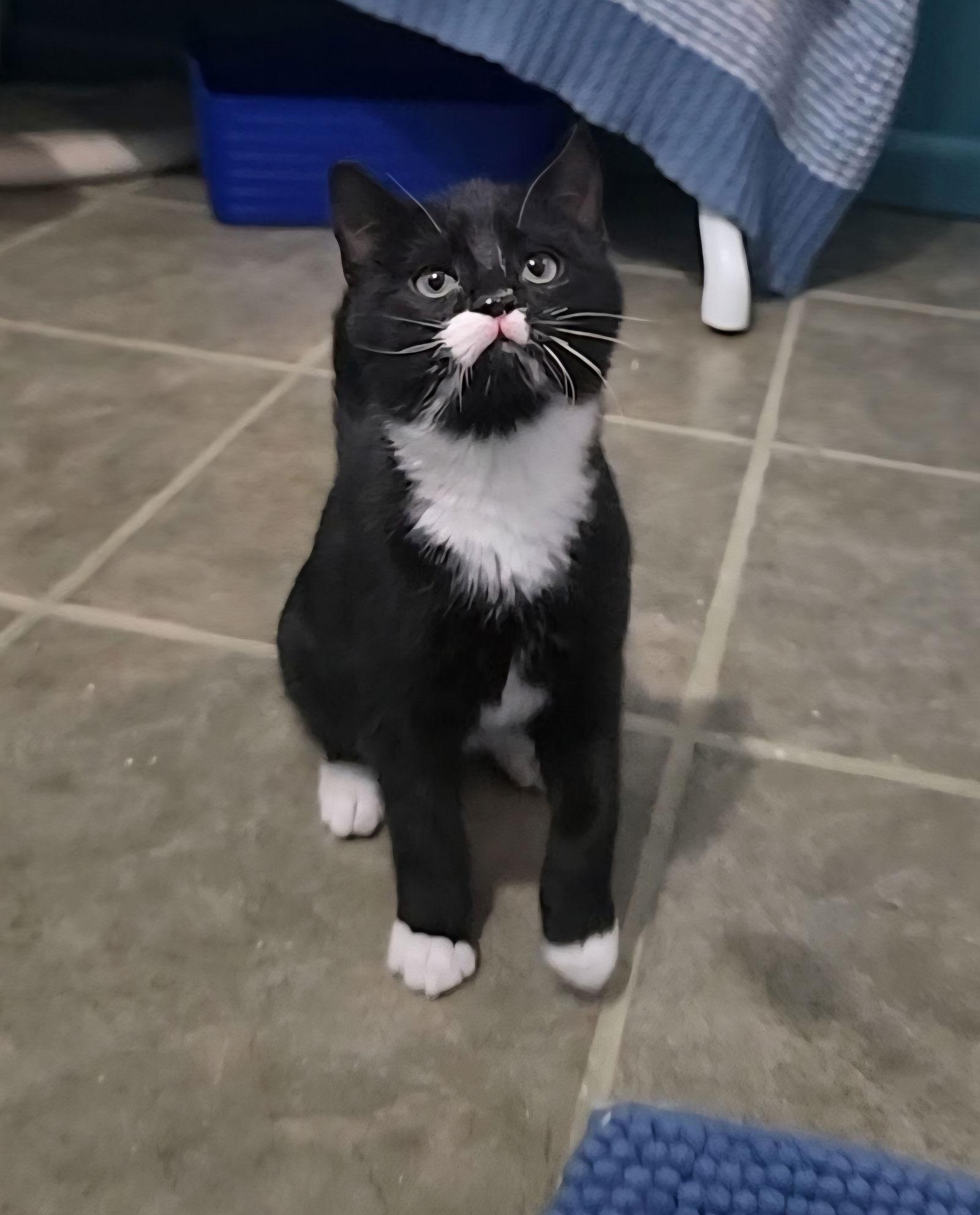 Jingle, a Adoptable Domestic Short Hair in Evergreen, CO image 3/3