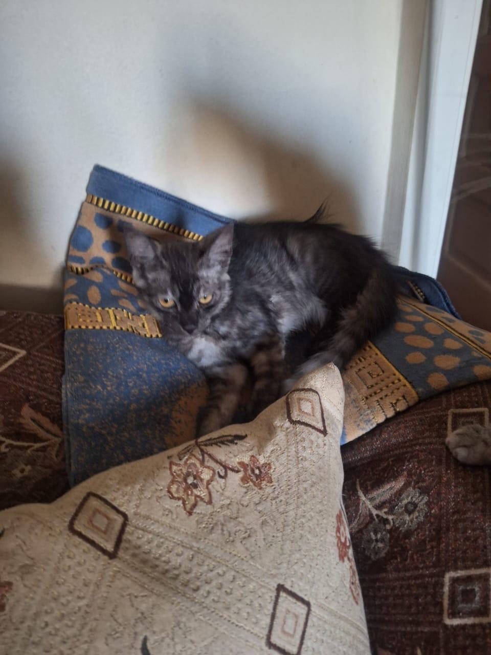 Stella & Sona, Adoptable, Young Female British Shorthair & Maine Coon.