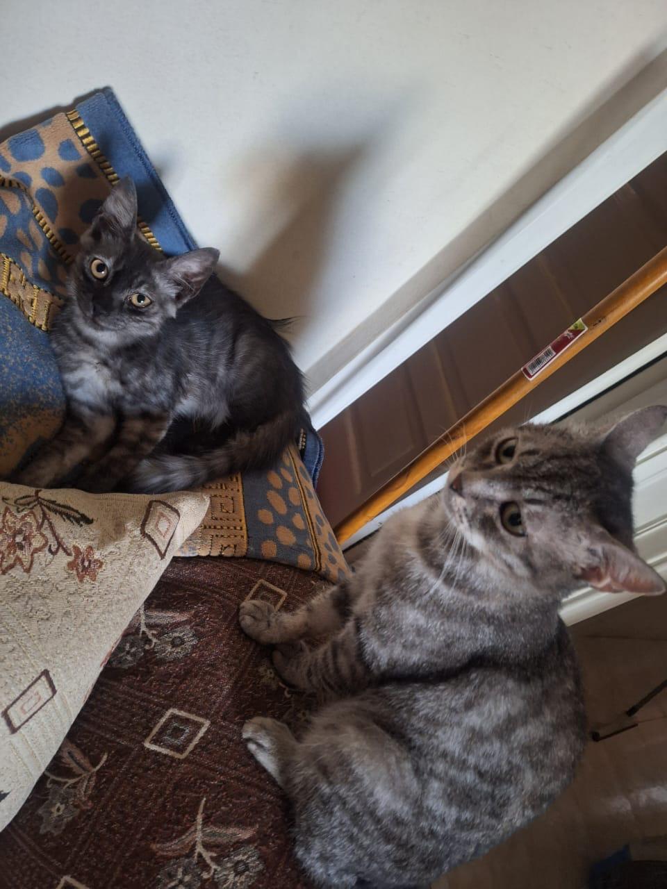 Enlarge Stella & Sona, a Adoptable mixed breed in Brampton, ON image 2/5