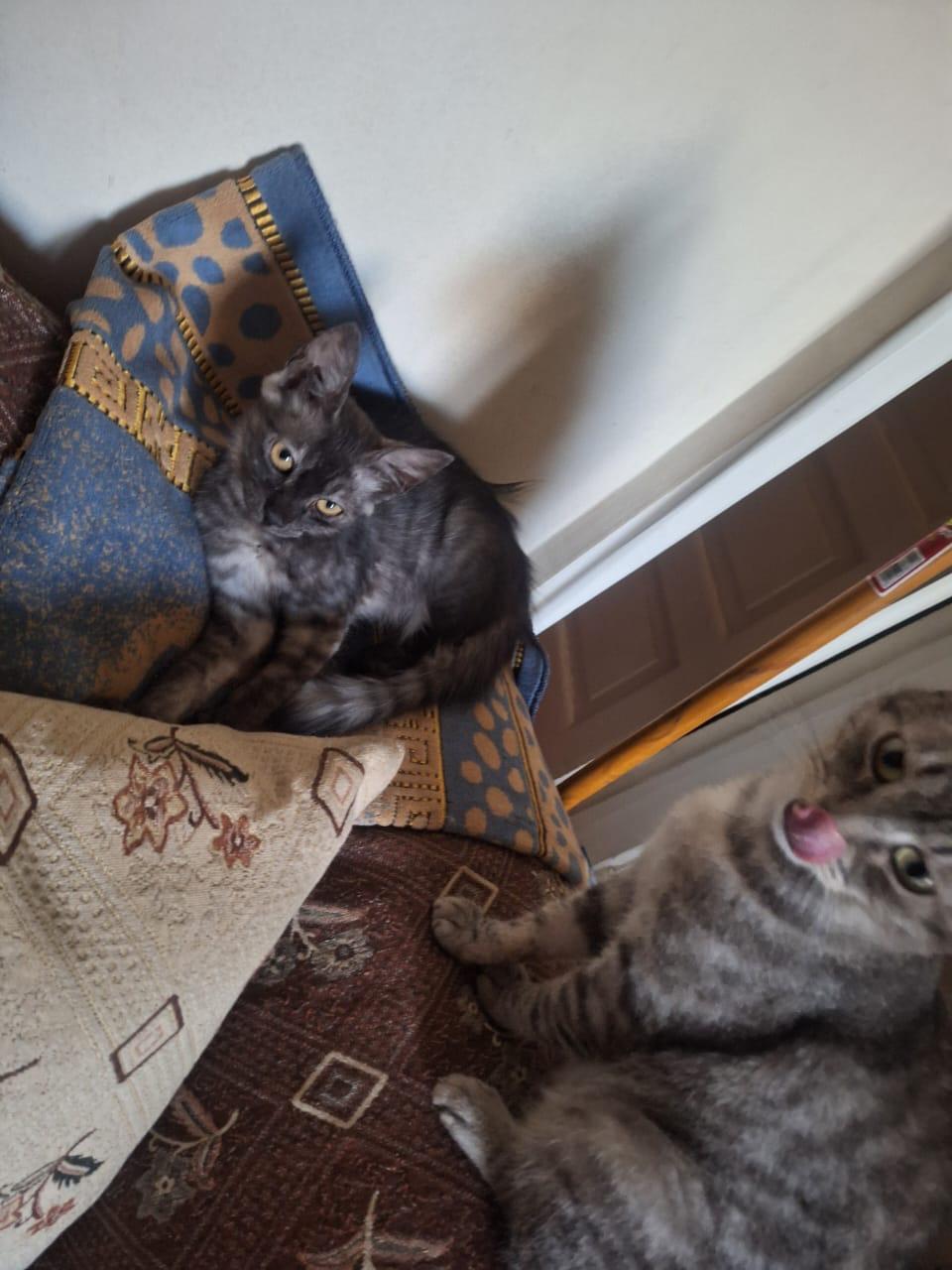 Stella & Sona, Adoptable, Young Female British Shorthair & Maine Coon.