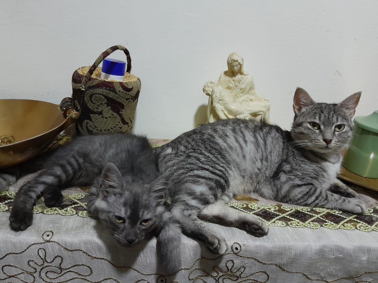 Enlarge Stella & Sona, a Adoptable mixed breed in Brampton, ON image 4/5