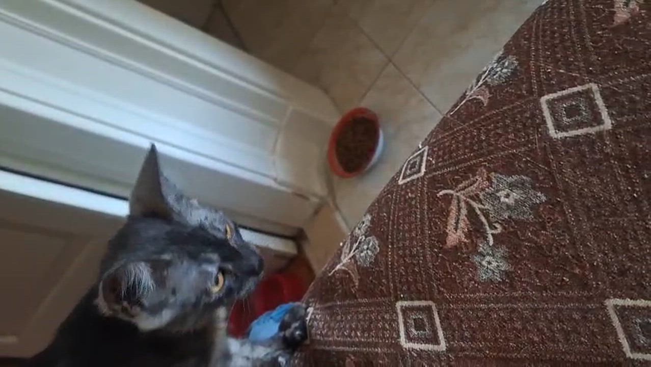 Enlarge Stella & Sona, a Adoptable mixed breed in Brampton, ON video 5/5