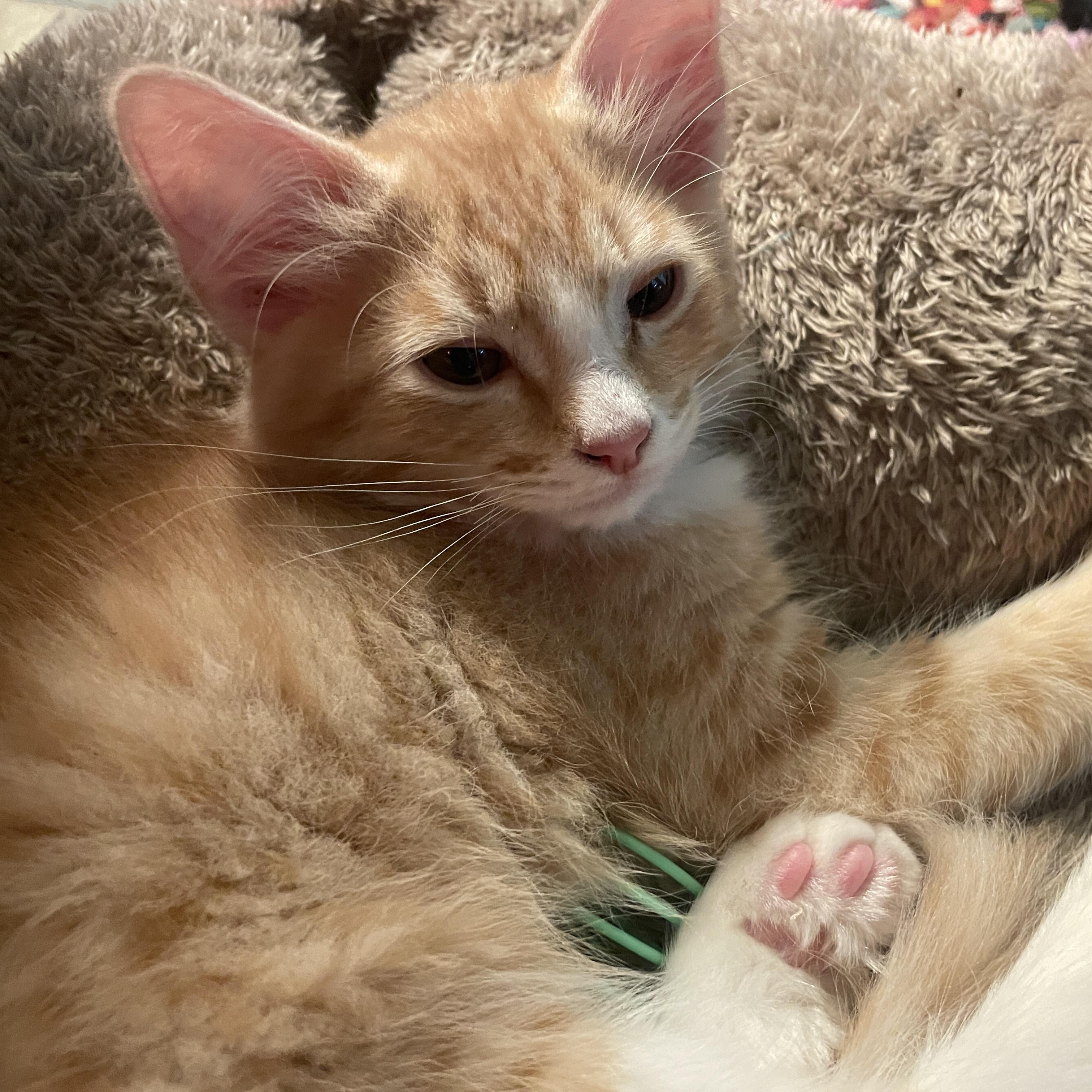 Fart, a Adoptable Domestic Medium Hair in Avondale Estates, GA image 5/6