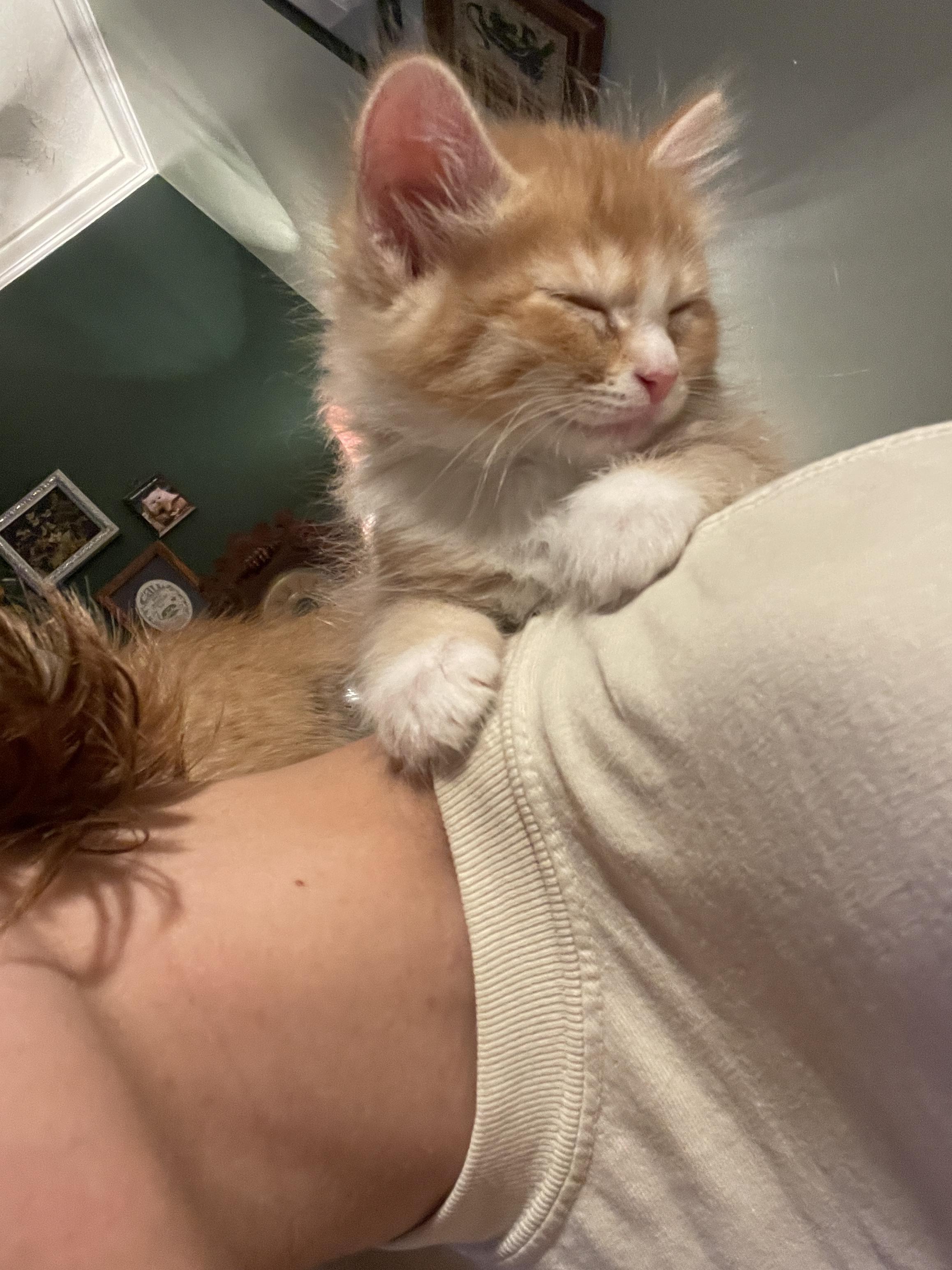 Fart, a Adoptable Domestic Medium Hair in Avondale Estates, GA image 6/6