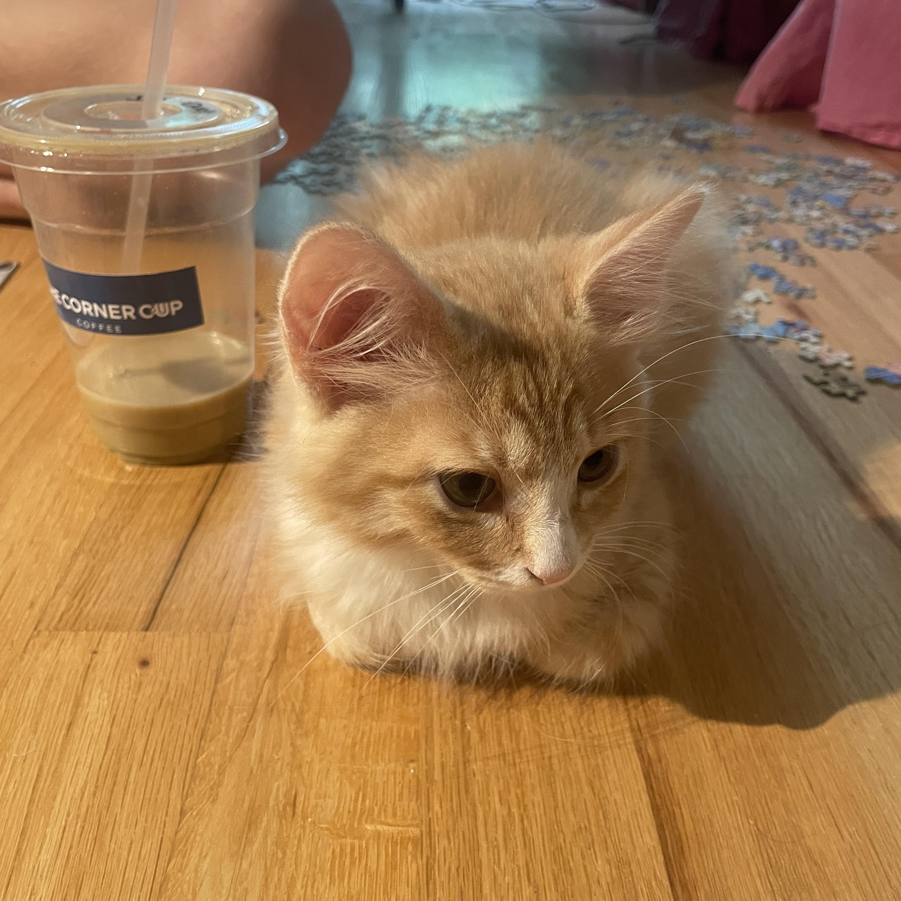 Fart, a Adoptable Domestic Medium Hair in Avondale Estates, GA image 3/6