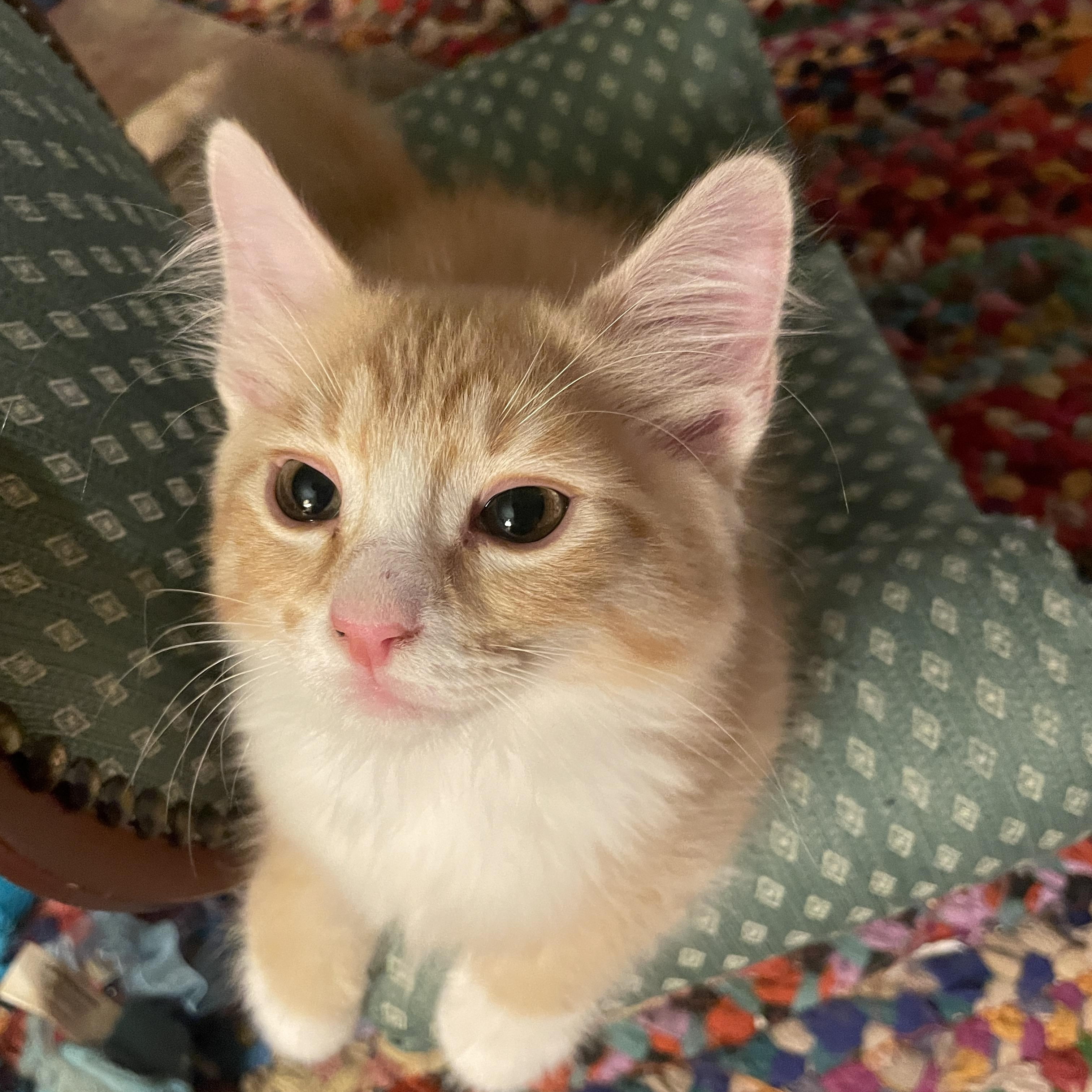 Fart, a Adoptable Domestic Medium Hair in Avondale Estates, GA image 4/6