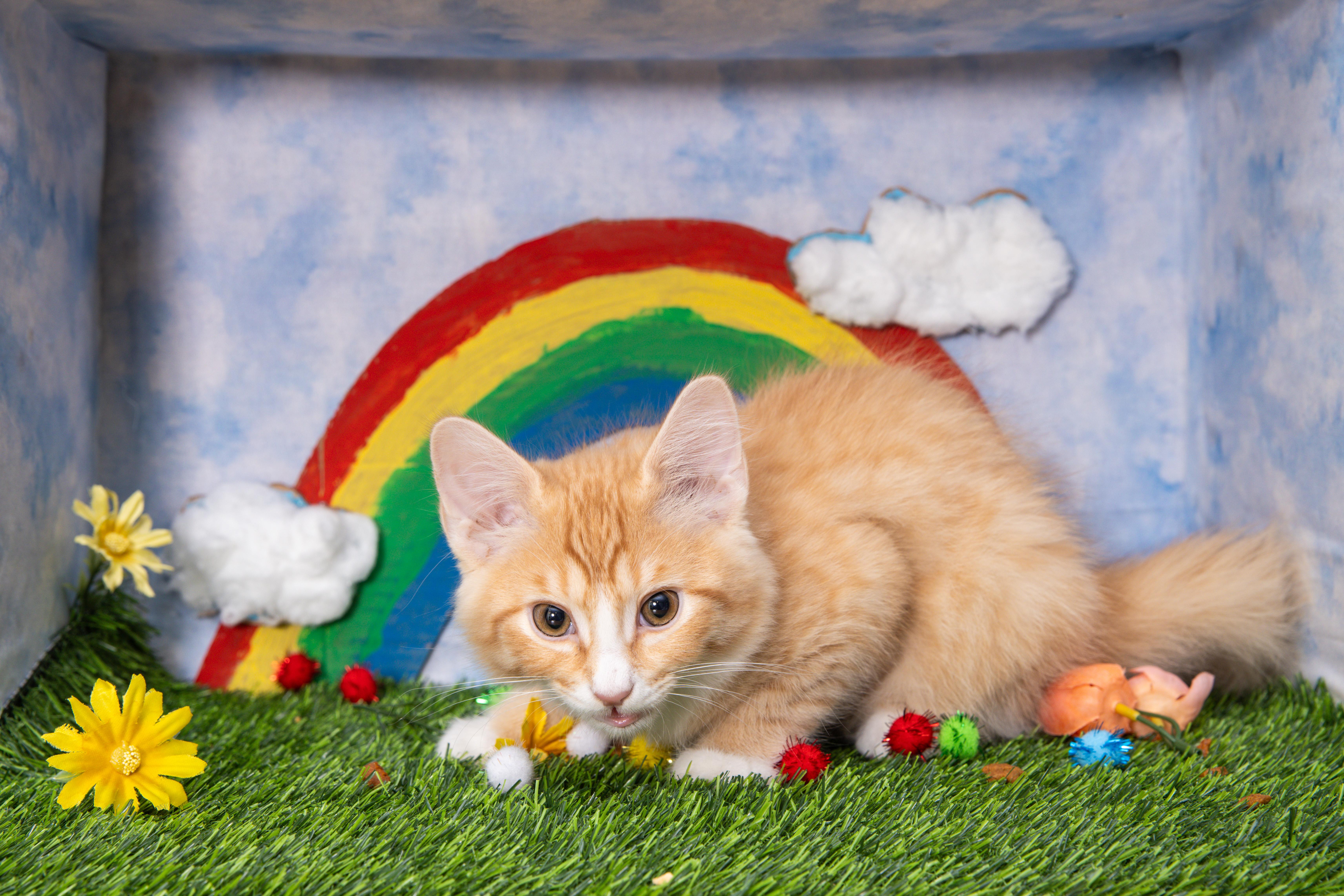 Fart, a Adoptable Domestic Medium Hair in Avondale Estates, GA image 2/6