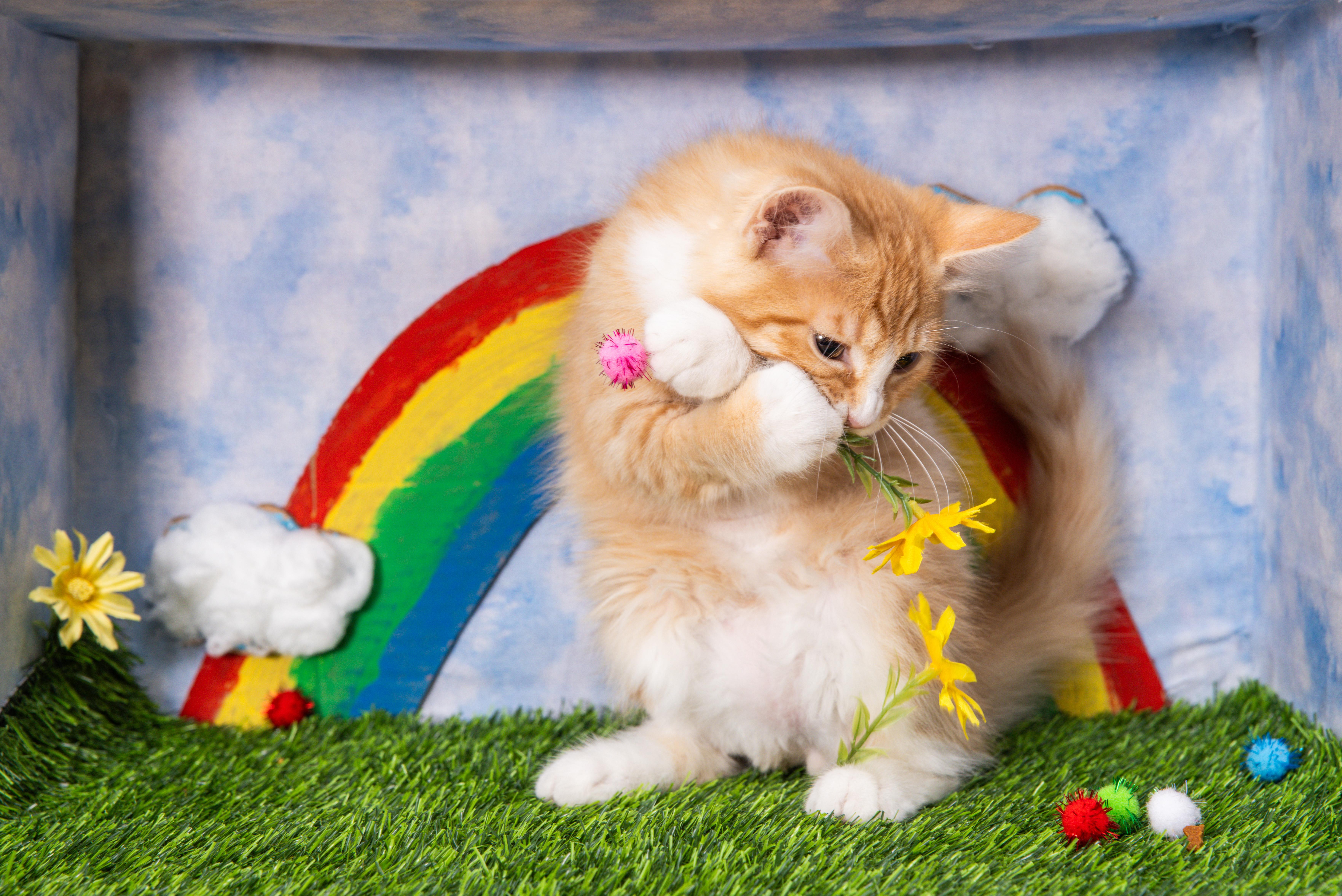 Fart, Adoptable, Kitten Male Domestic Medium Hair.