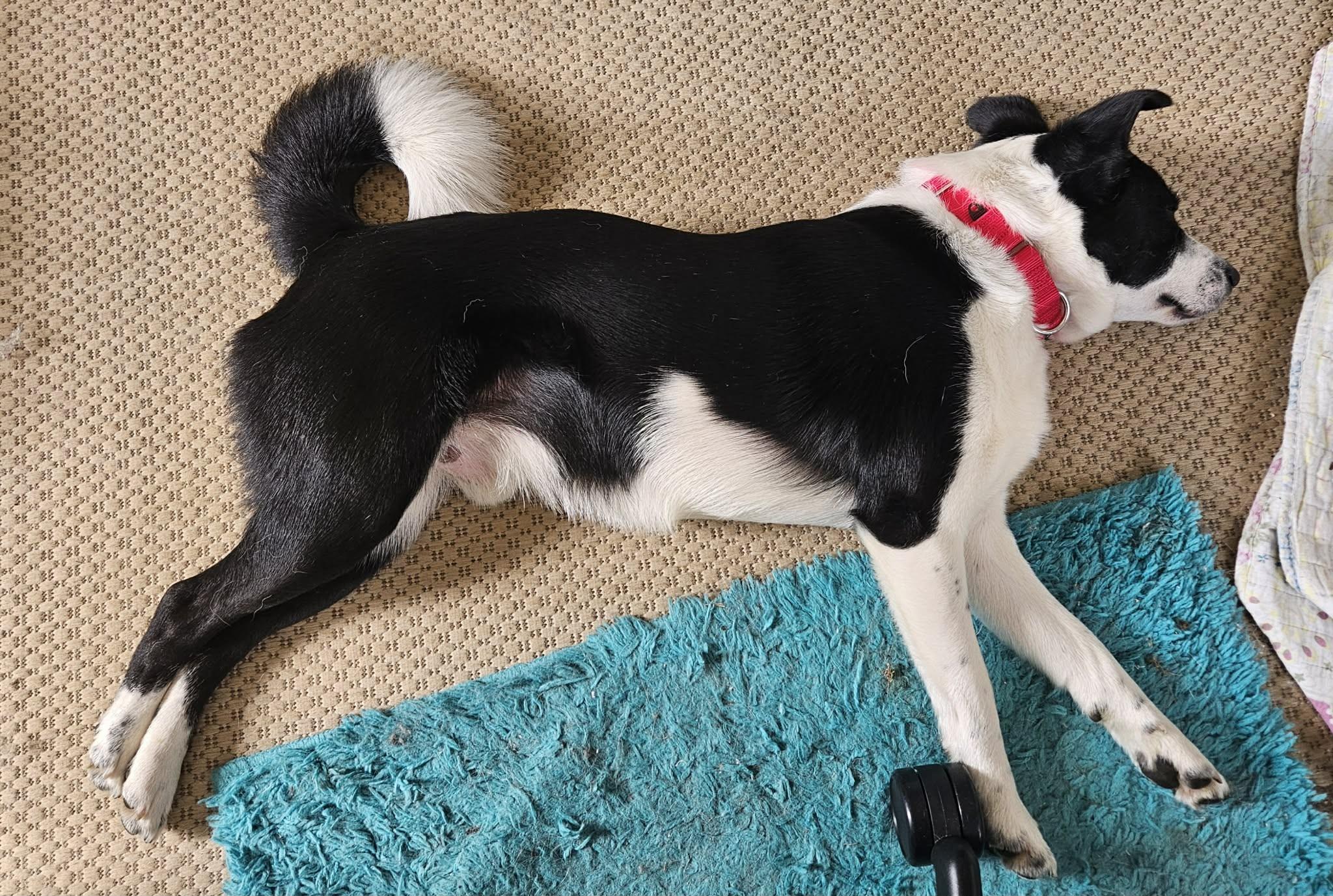 Petee, a Adoptable Border Collie in Seymour, IN image 5/6