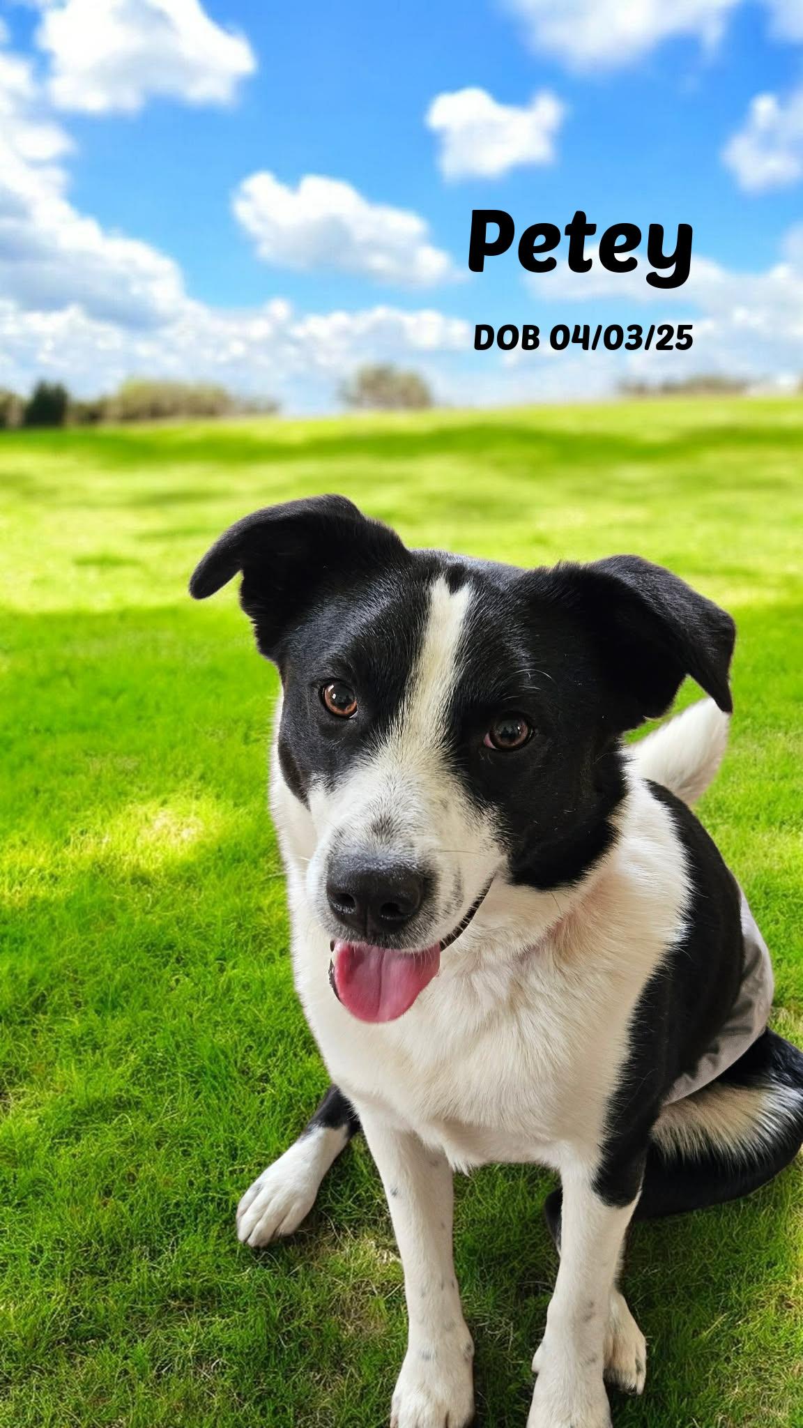 Petee, a Adoptable Border Collie in Seymour, IN image 1/6