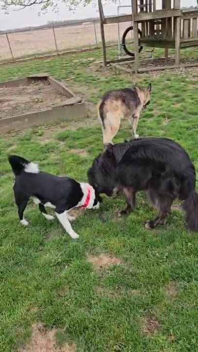 Enlarge Petee, a Adoptable Border Collie in Seymour, IN video 6/6