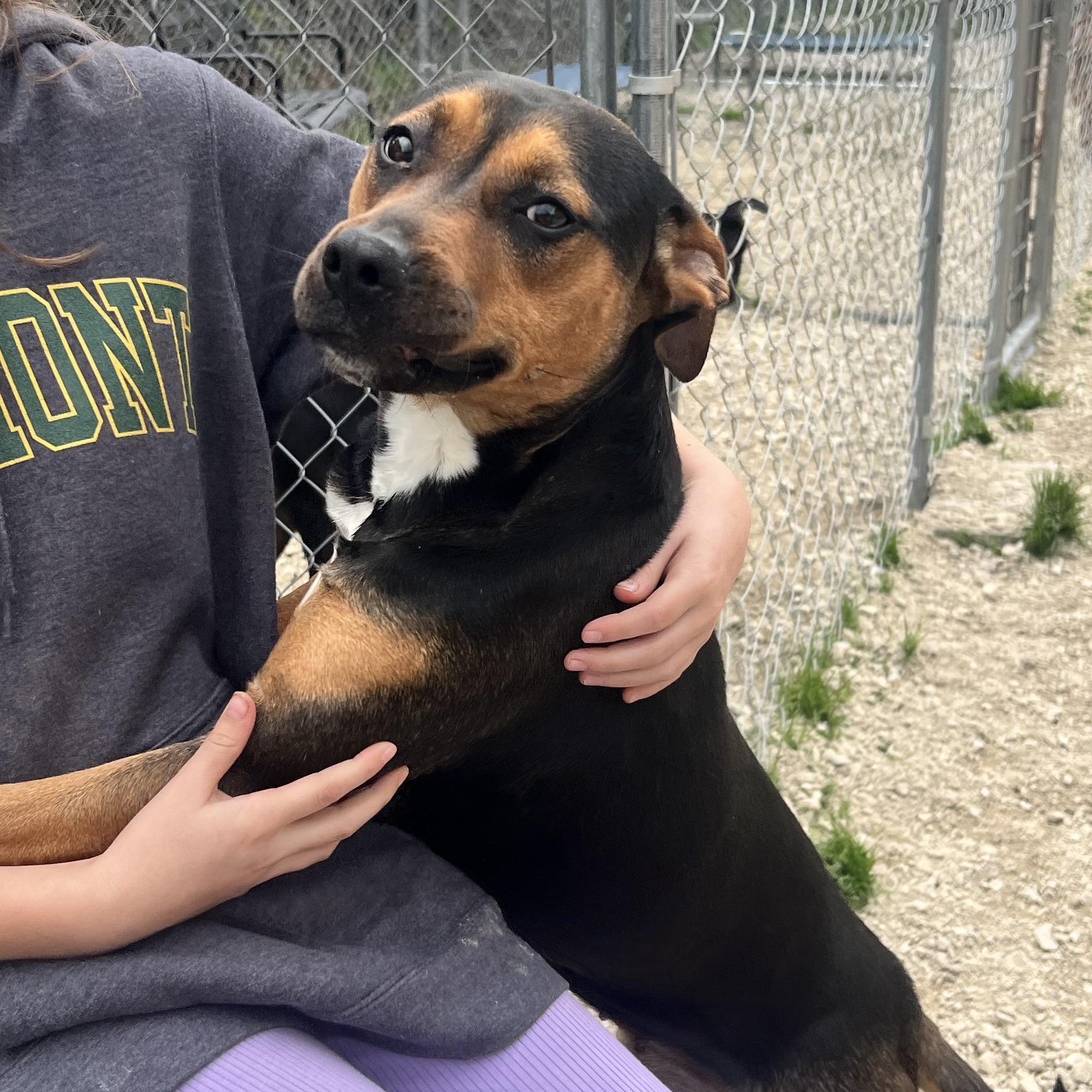 Enlarge Francine, a ADOPTABLE mixed breed in Hollister, MO image 2/4