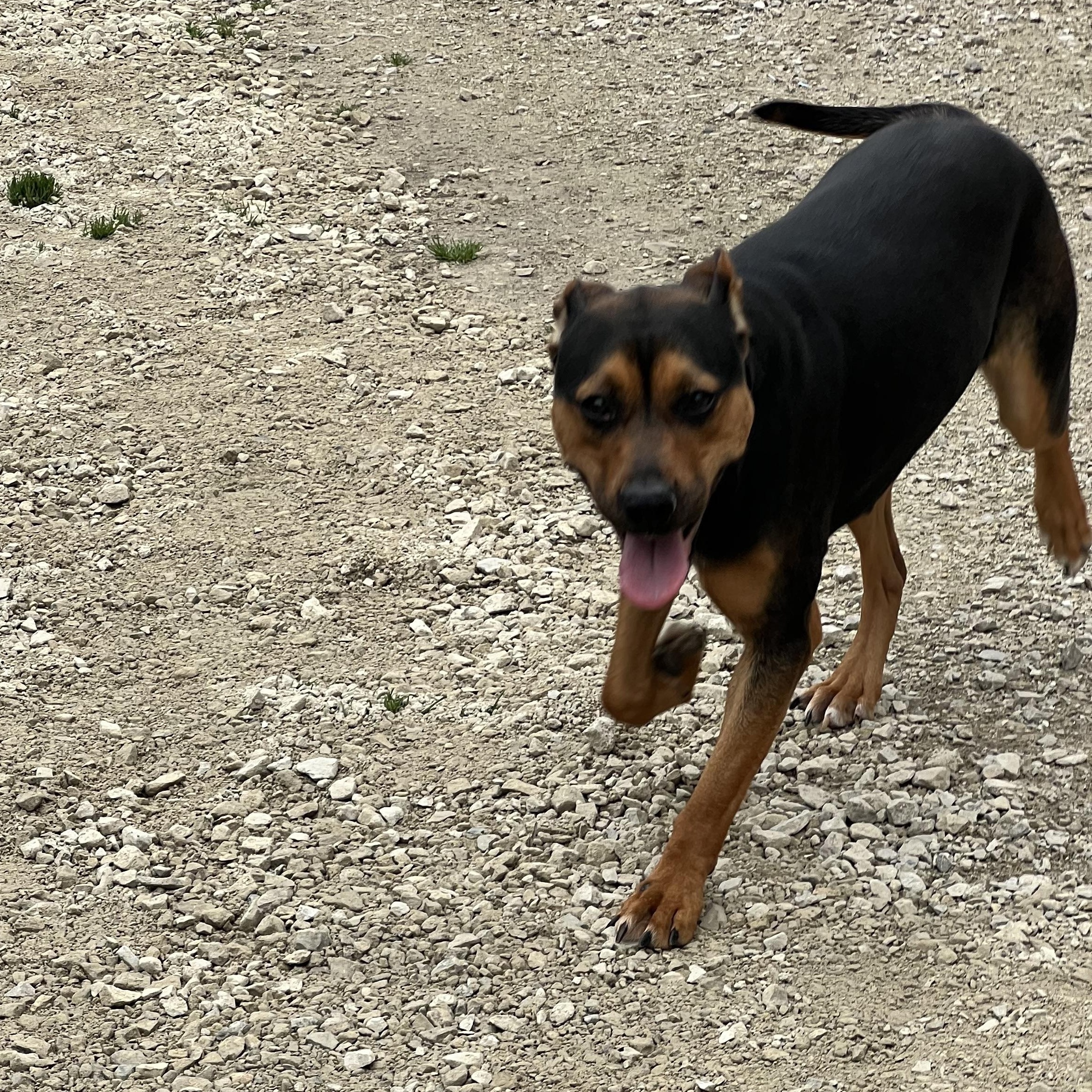 Enlarge Francine, a ADOPTABLE mixed breed in Hollister, MO image 3/4