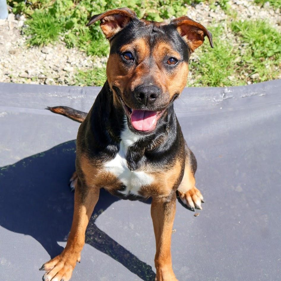 Francine, ADOPTABLE, Young Female Terrier & Boxer.